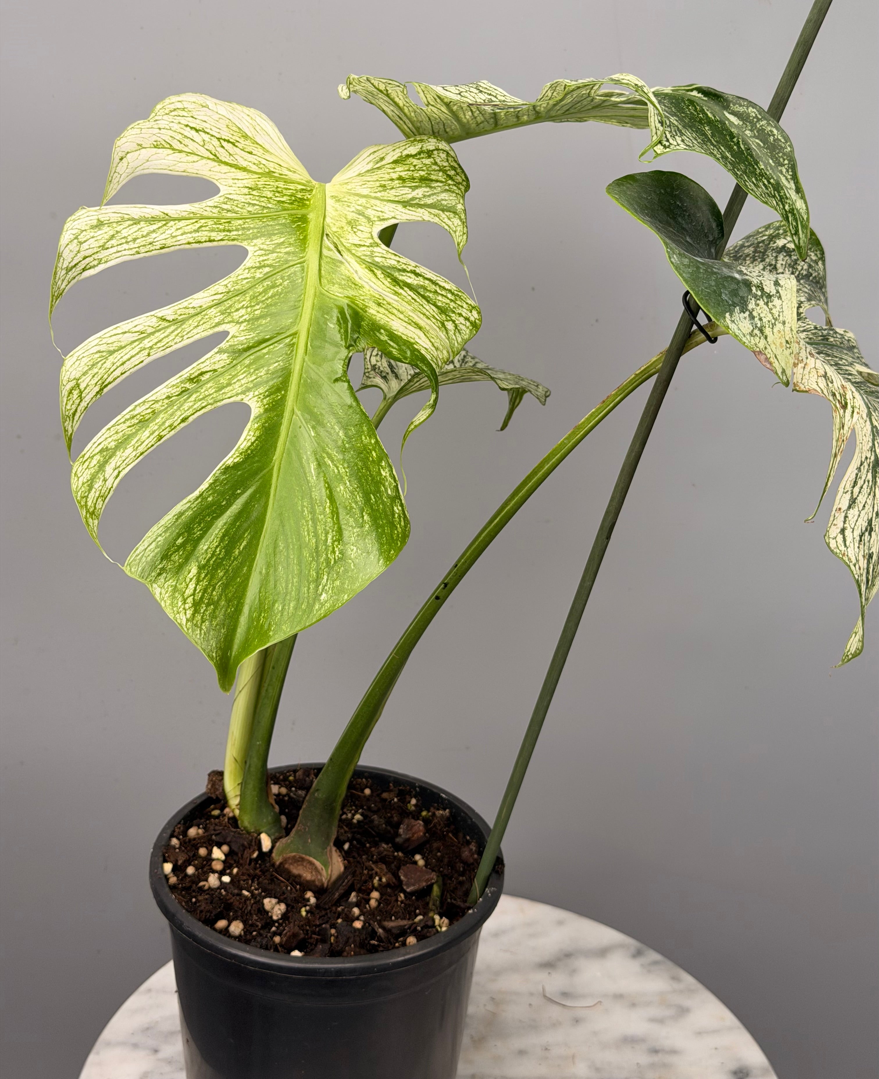 Monstera ‘Devil Monster’ Nr 2
