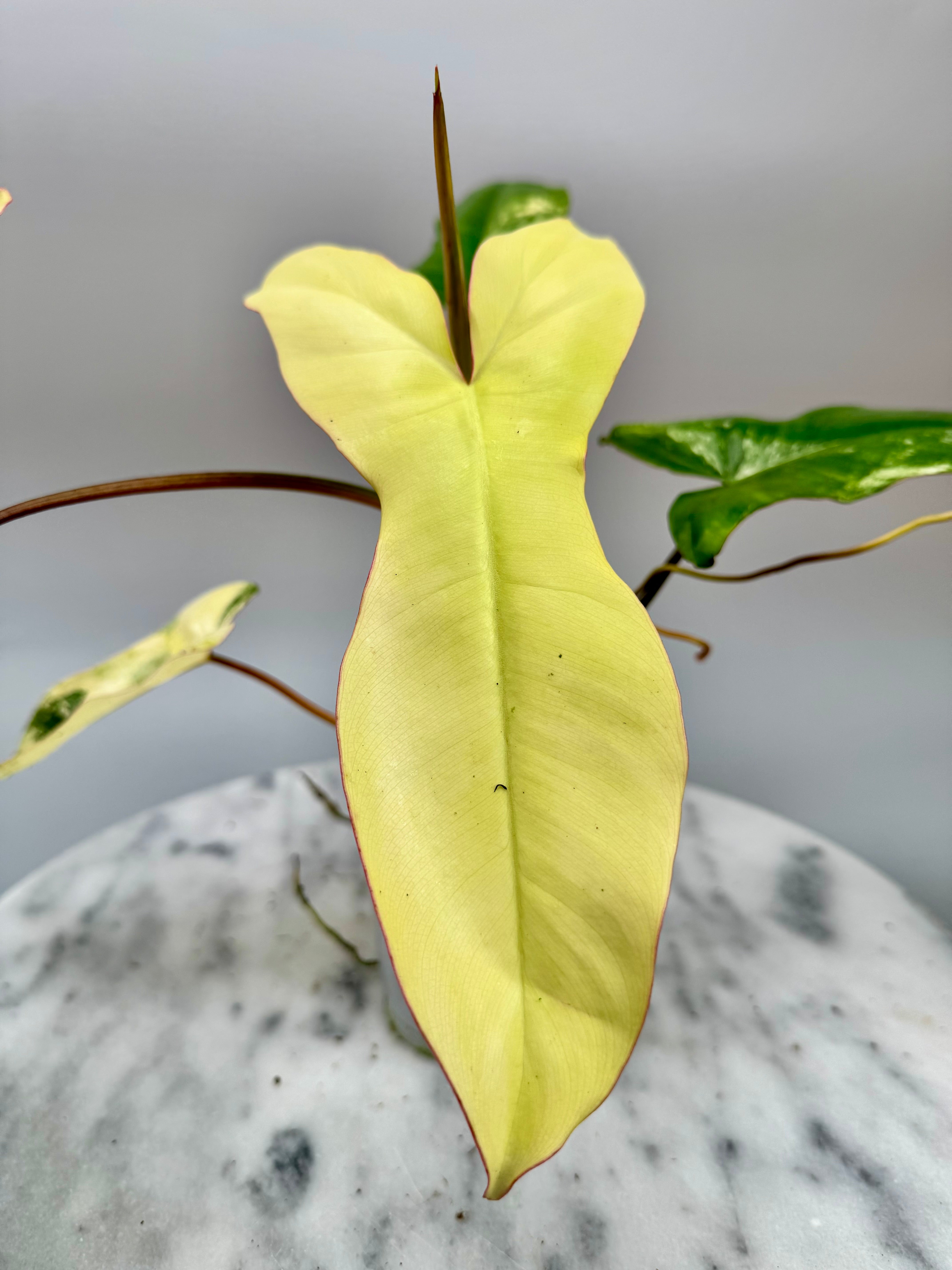 Philodendron Paraiso Verde x Florida Beauty (Nr 1)