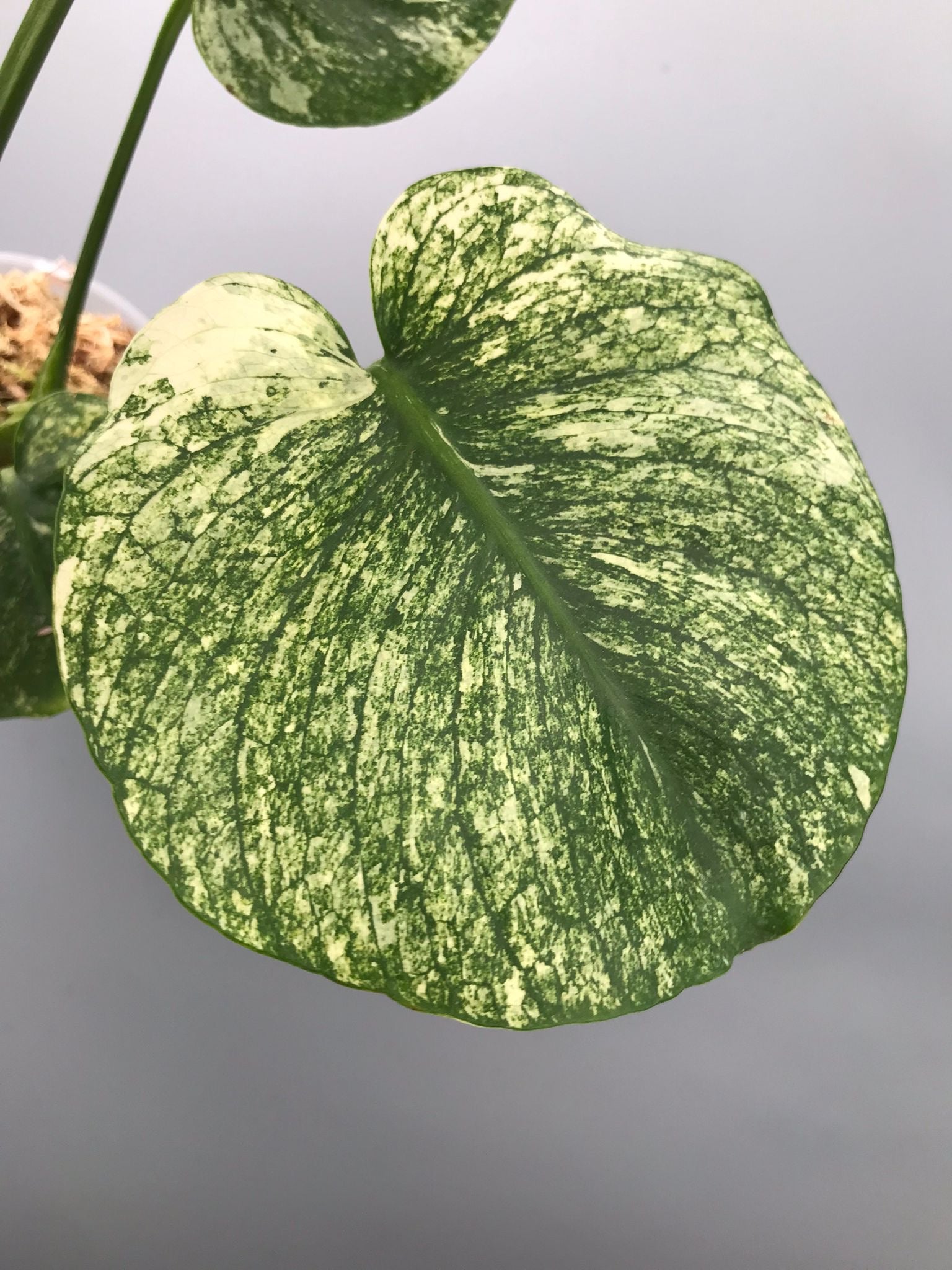 Monstera Siam Mint nr 2