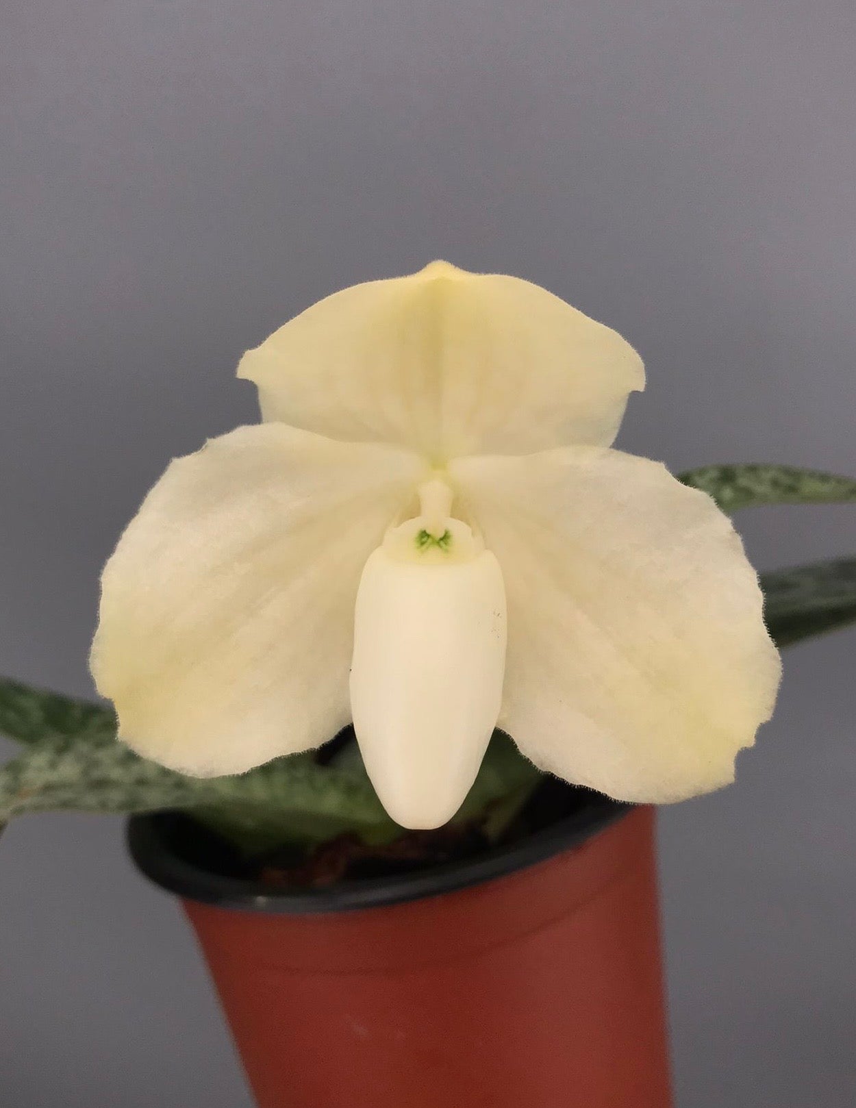 Paphiopedilum leucochilum alba