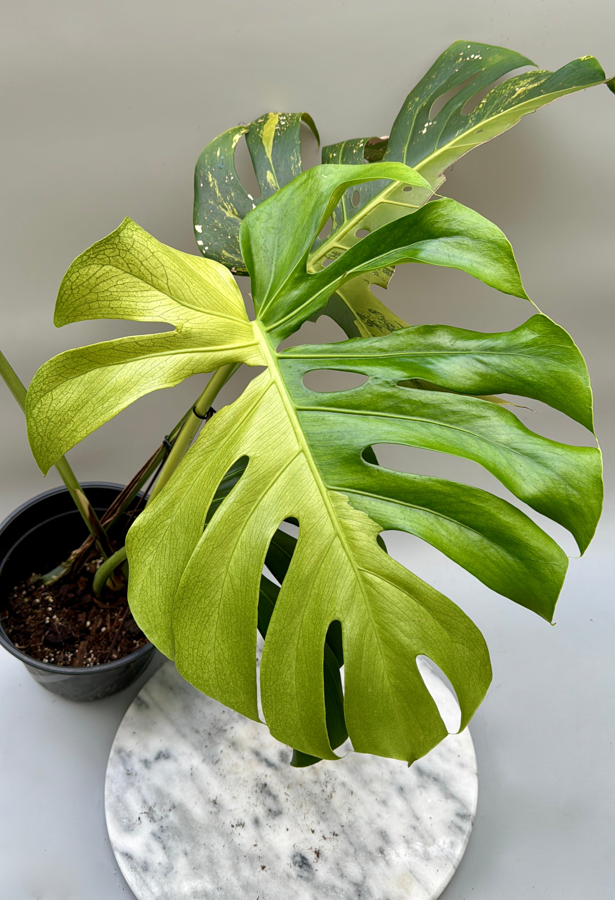 Monstera Ocean Mint (Nr 1)