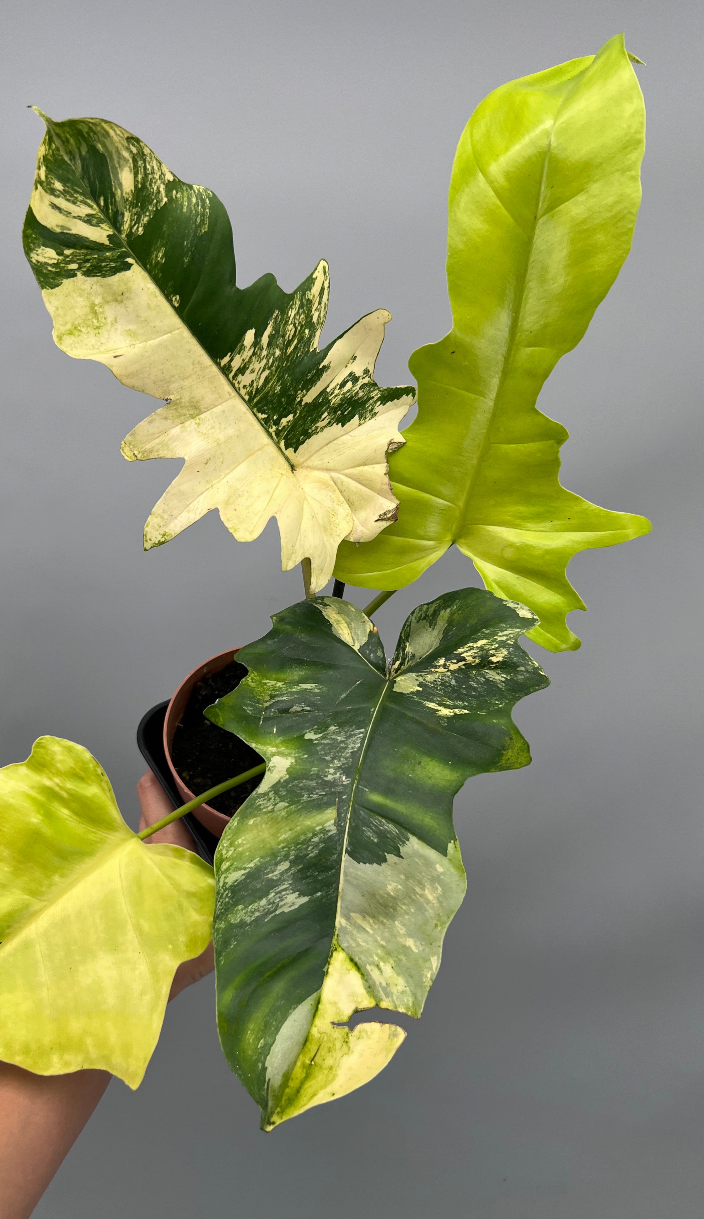 Philodendron Florida Beauty Variegata X Bob Cee Variegata
