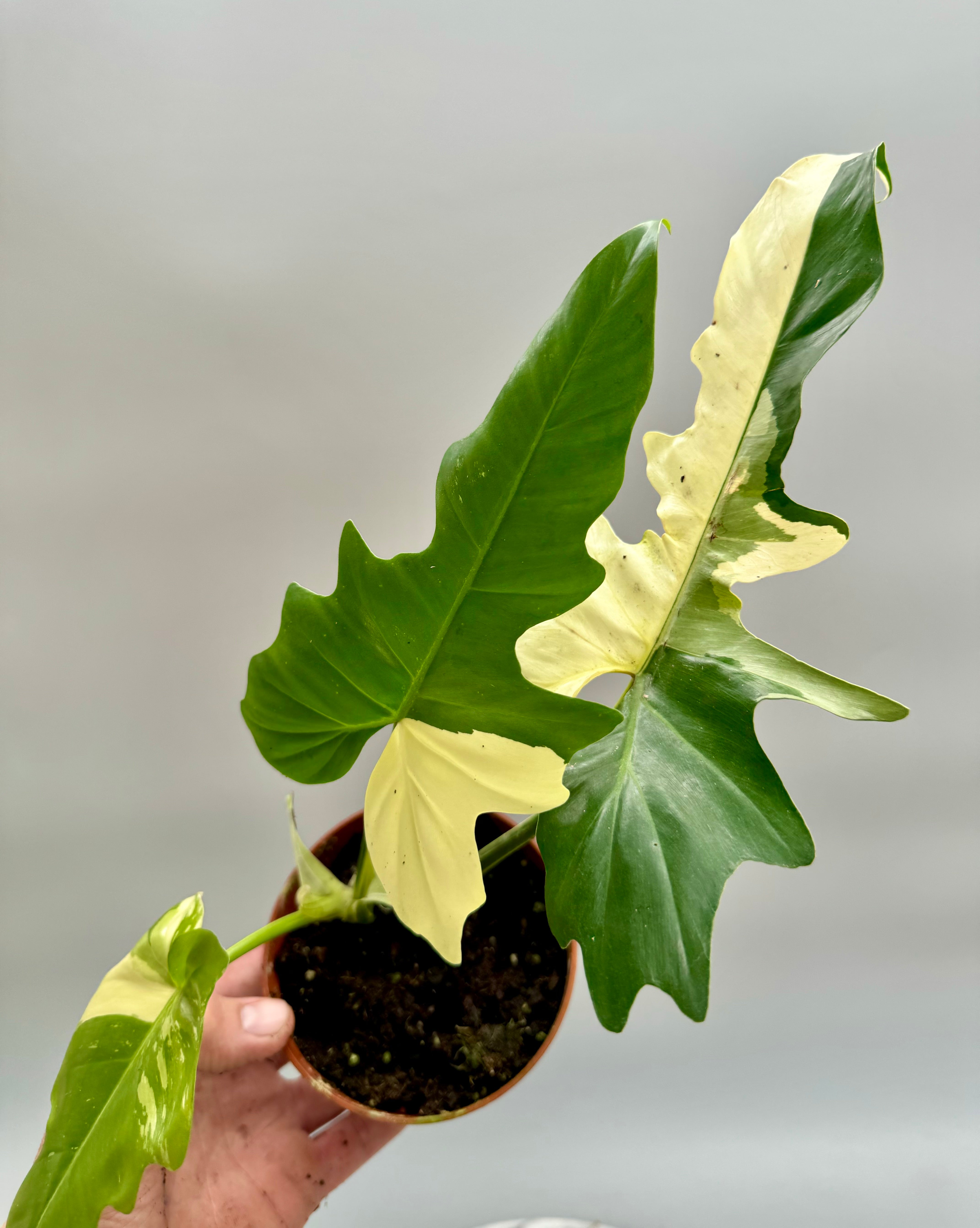 Philodendron "Golden Dragon" variegated albo  "Almost Full Moon"