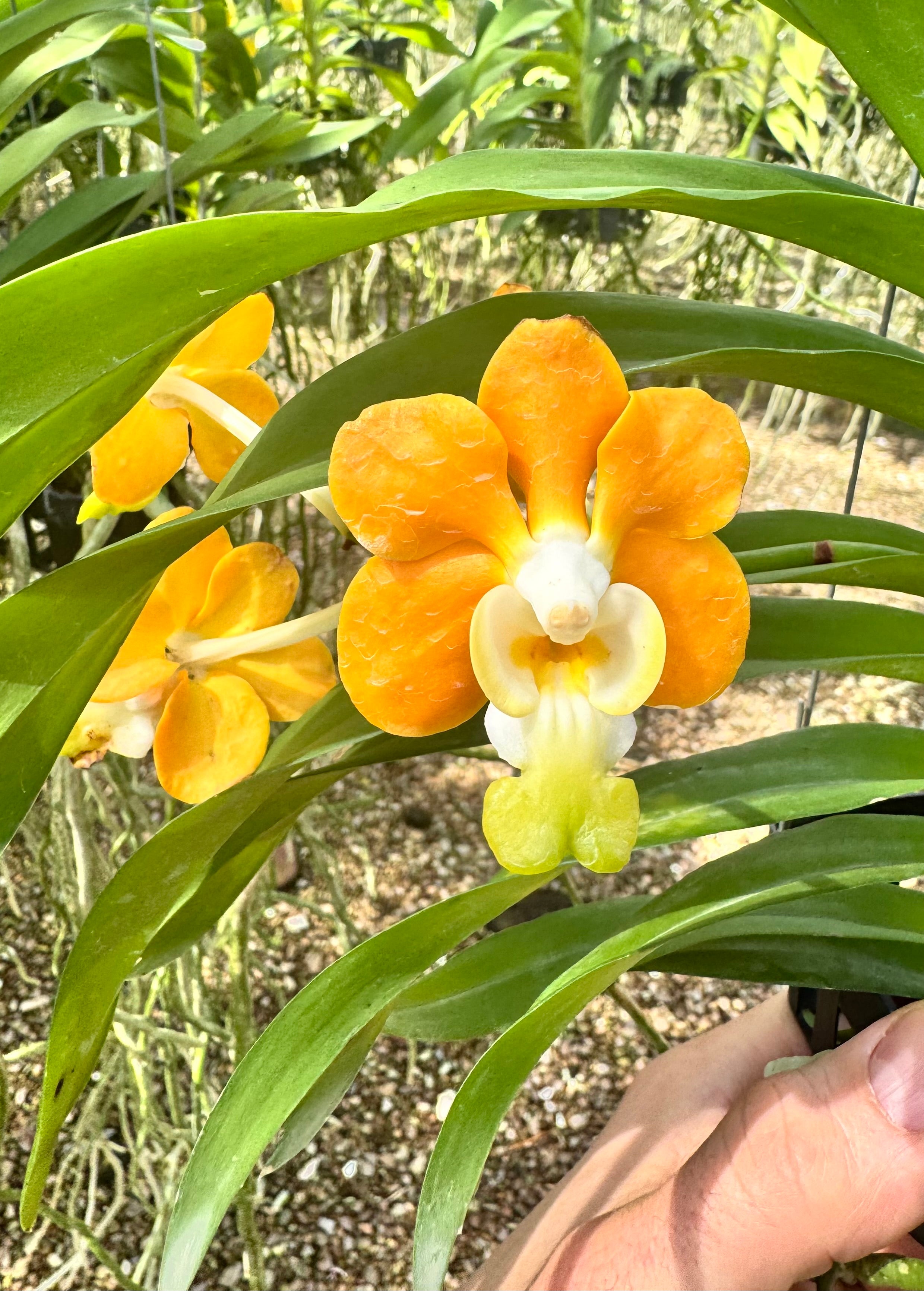 Vanda denisoniana var. Orange x Yellow