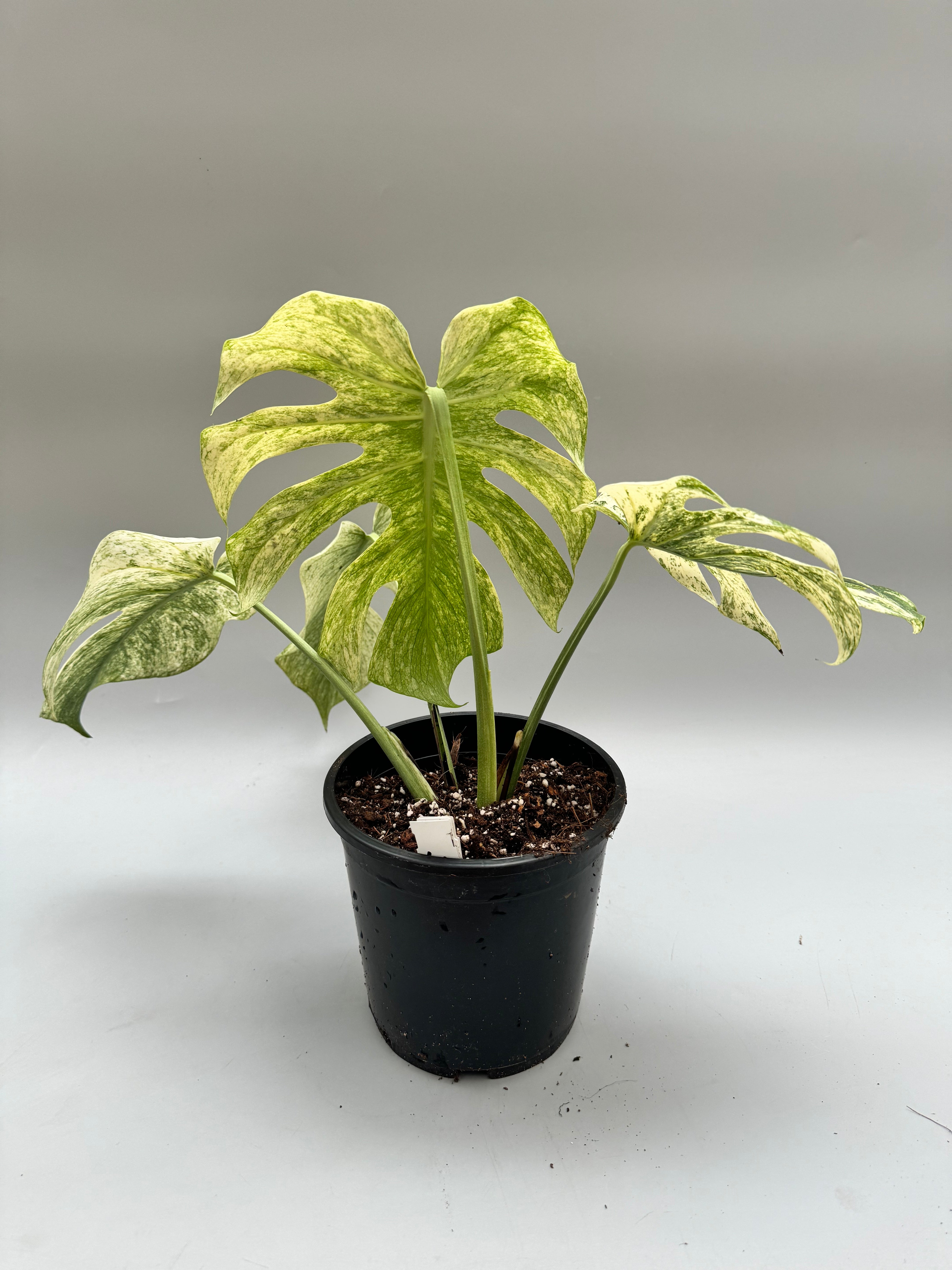 Monstera Full Mint deliciosa borsigiana Variegata 