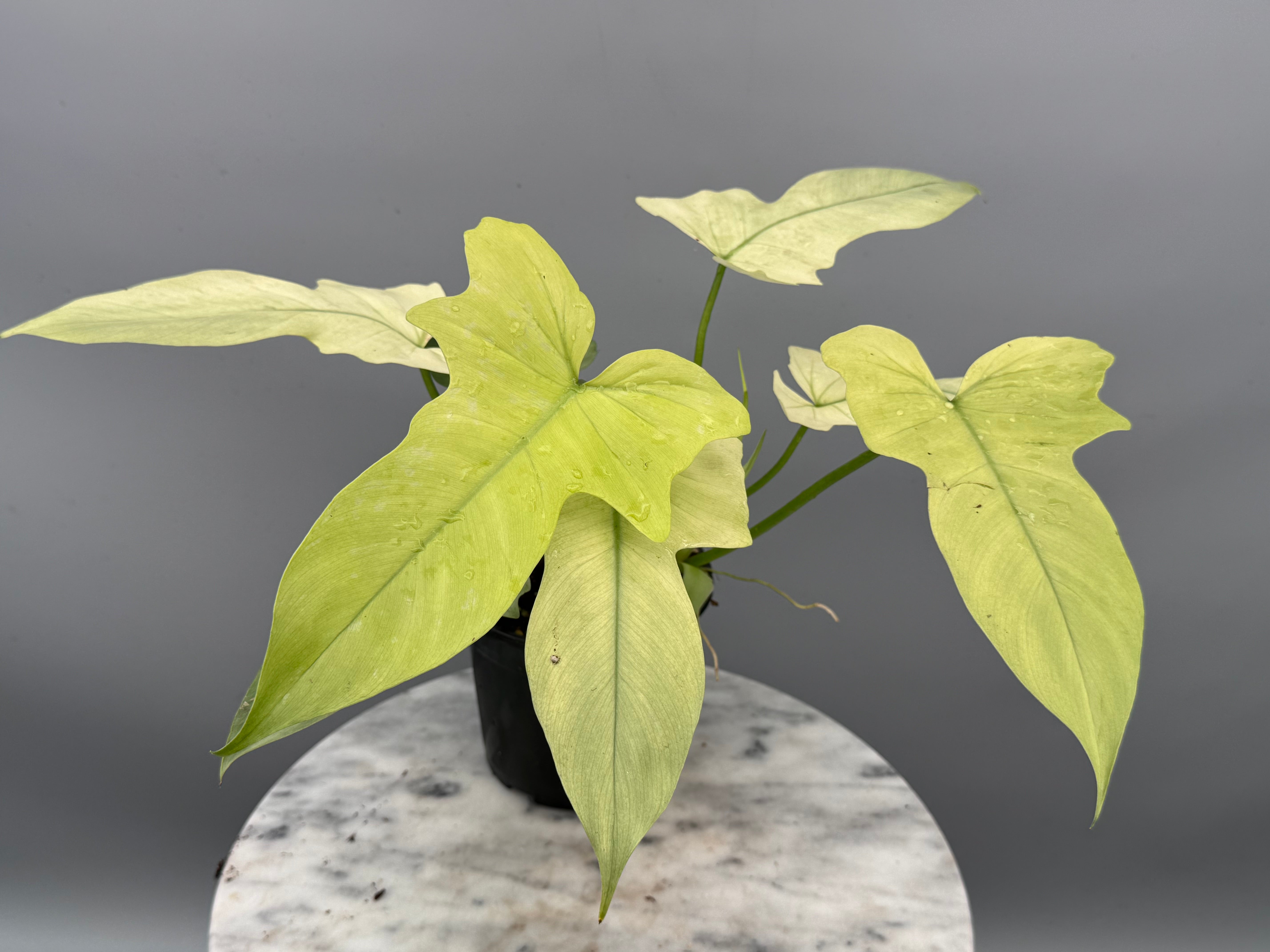 Philodendron Golden Dragon variegated ‘Ocean Mint’
