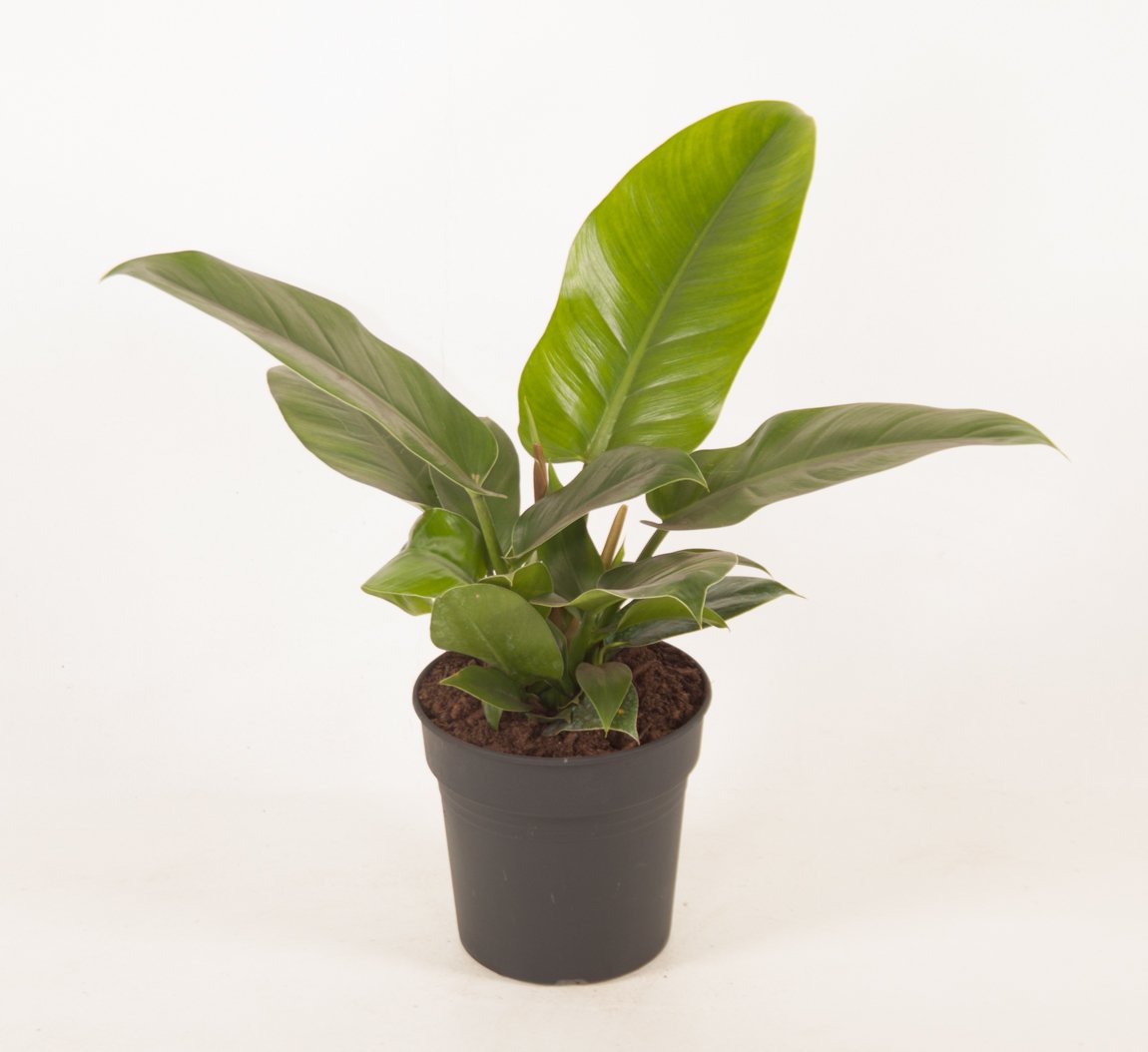 Philodendron Imperial Green