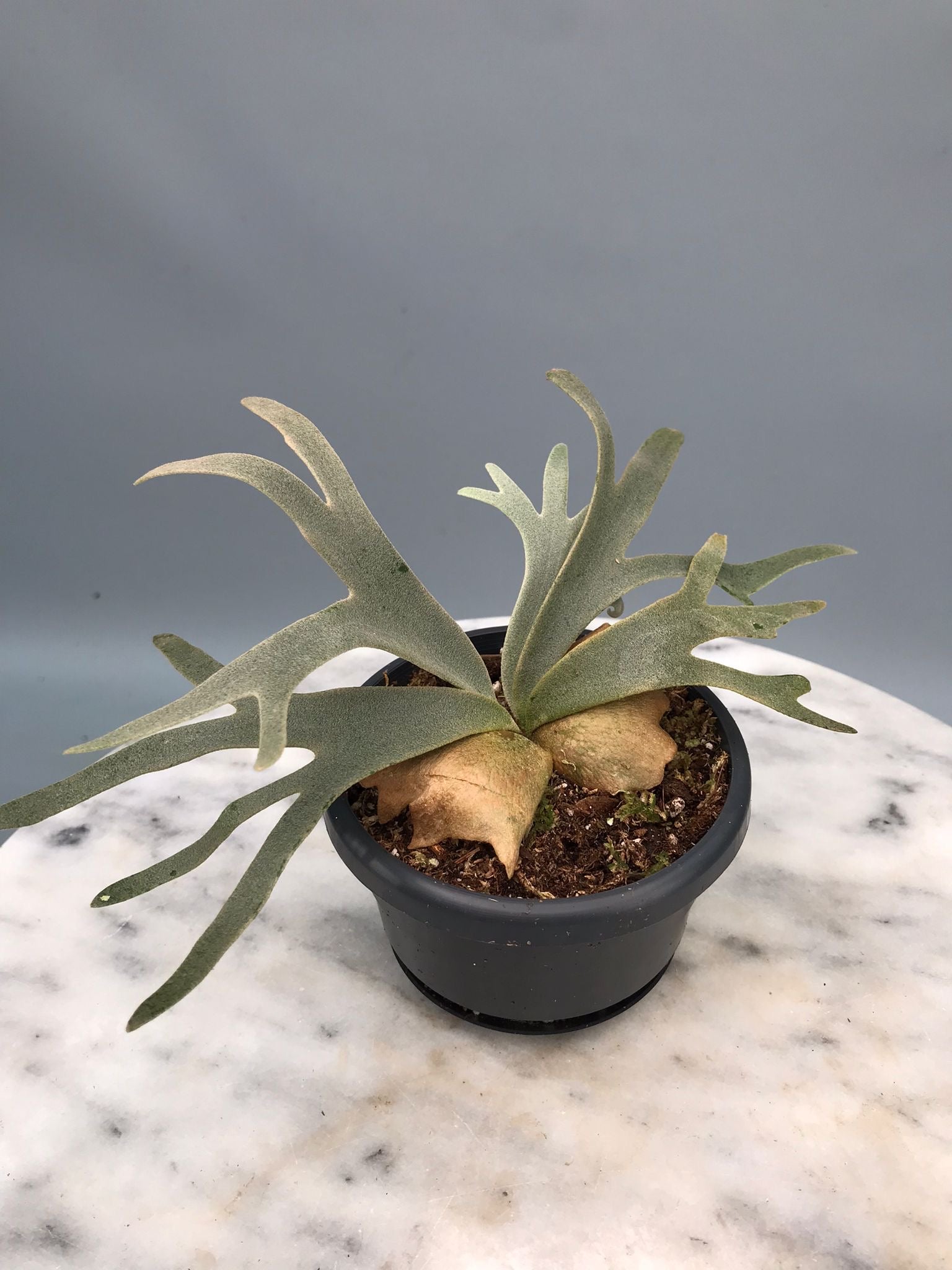 Platycerium willinckii 'Jenny'