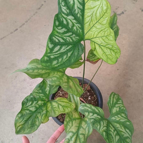 philodendron cercestis mirabilis Cercestis mirabilis Variegata aurea