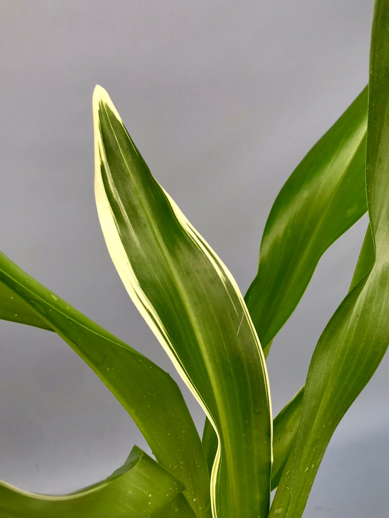Grammatophyllum scriptum var. citrinum (Variegata)