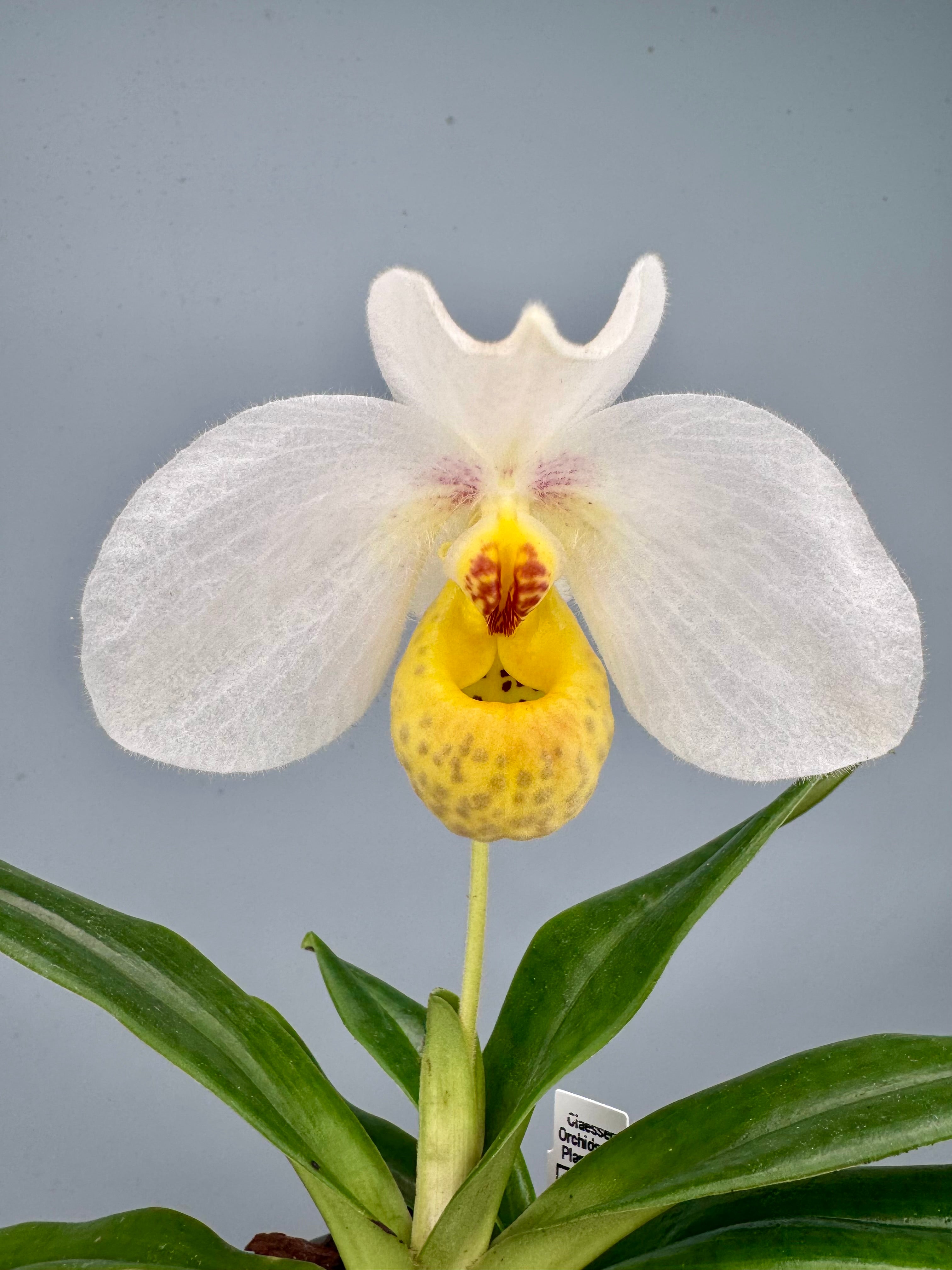 Paphiopedilum emersonii ("Select one from 2nd generation")
