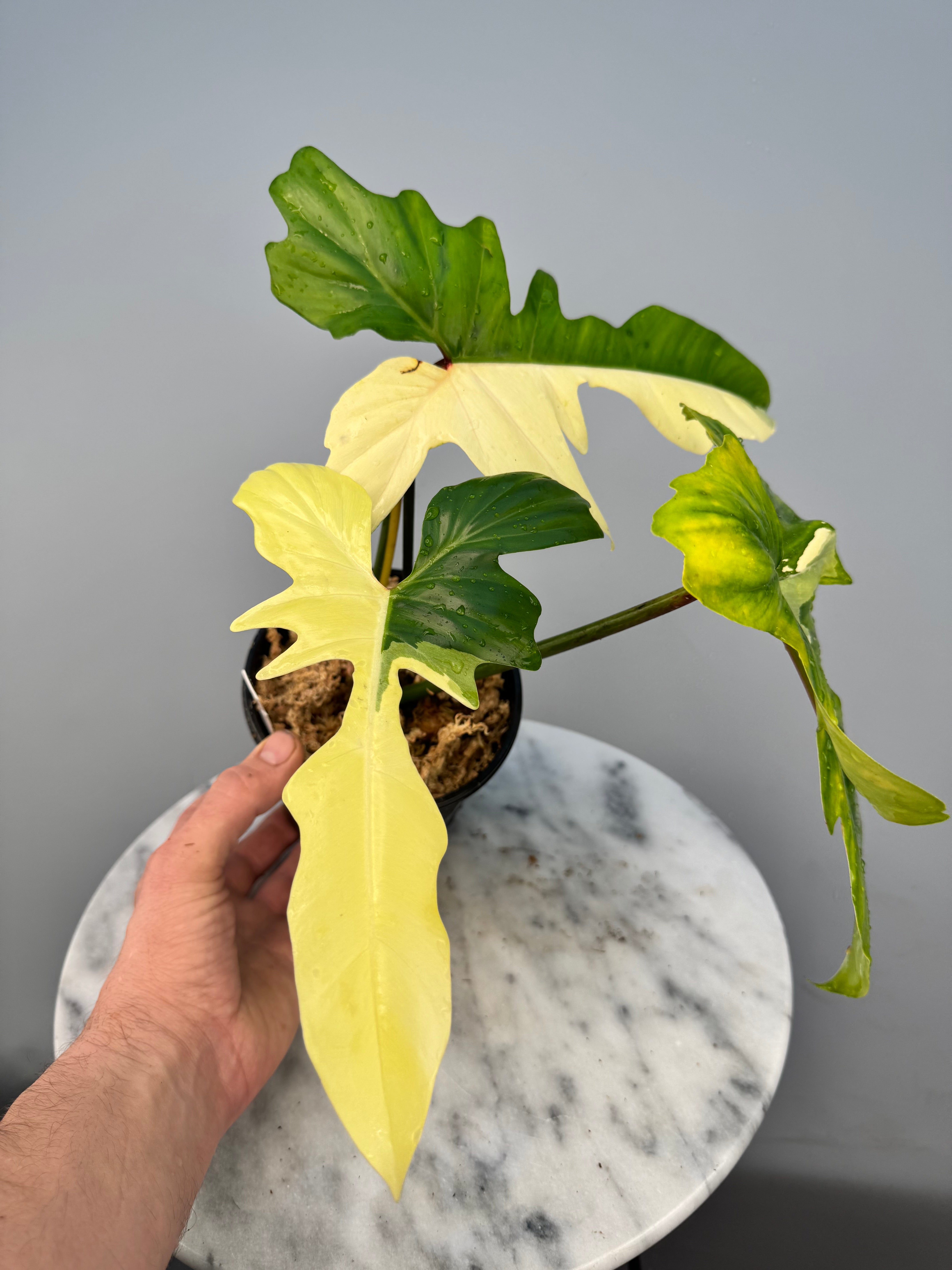 Philodendron Golden Dragon variegated albo (Nr 1)