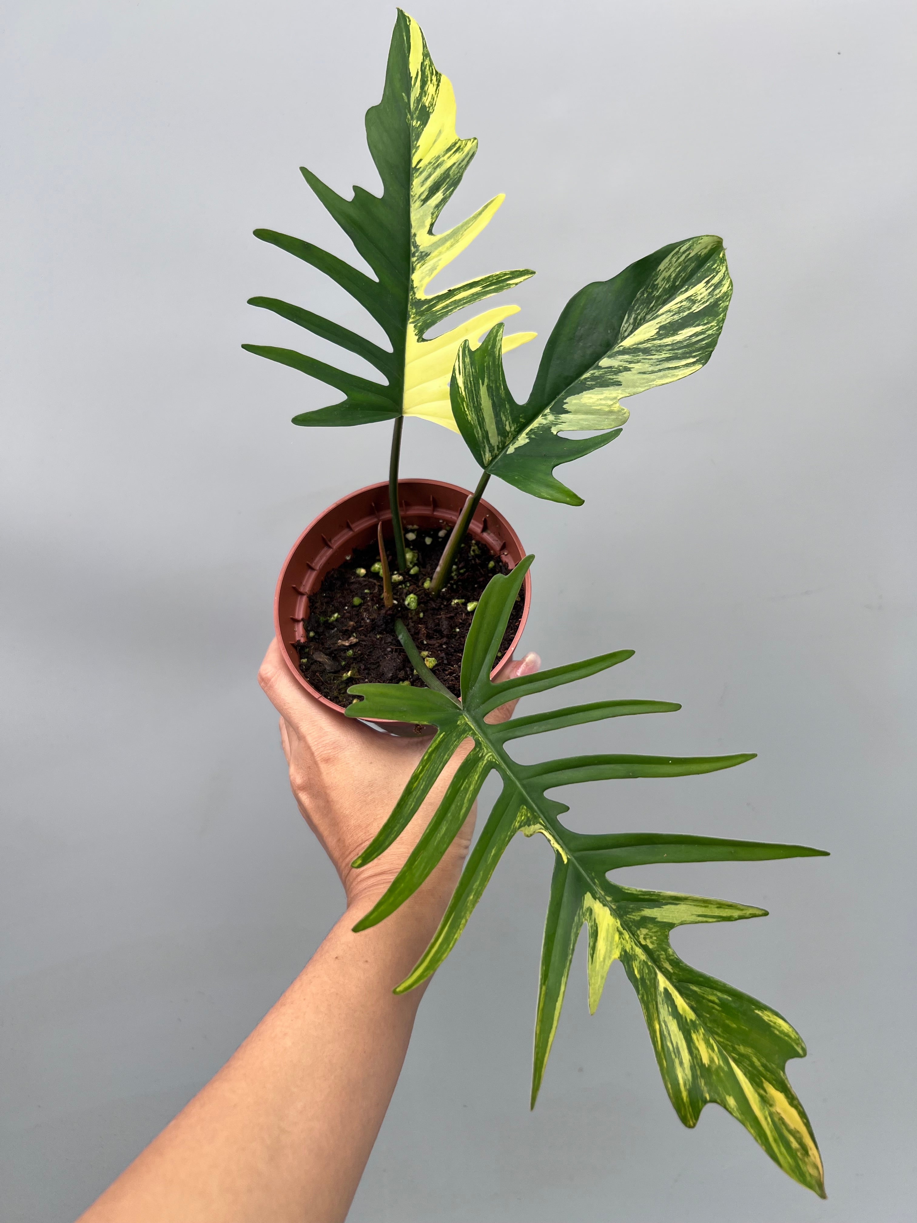Philodendron Tortum x Florida beauty観葉植物 Philodendron tortum x Florida Beauty (Nr 3)