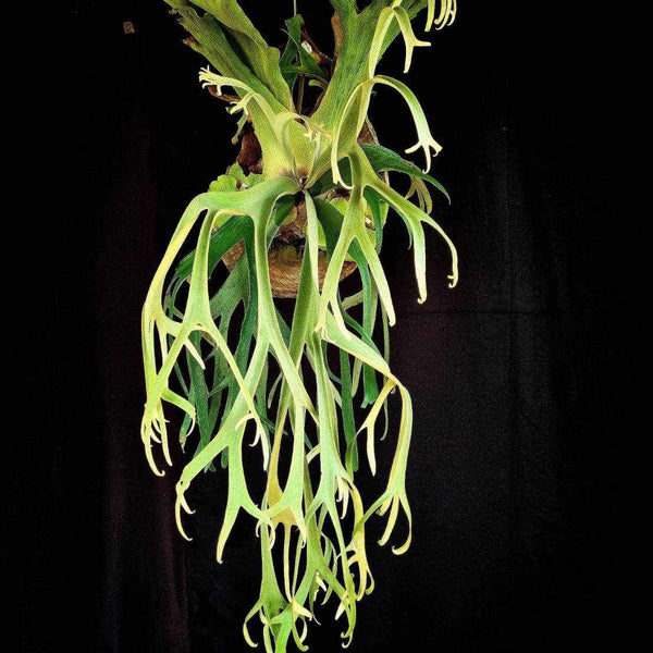 Platycerium willinckii 