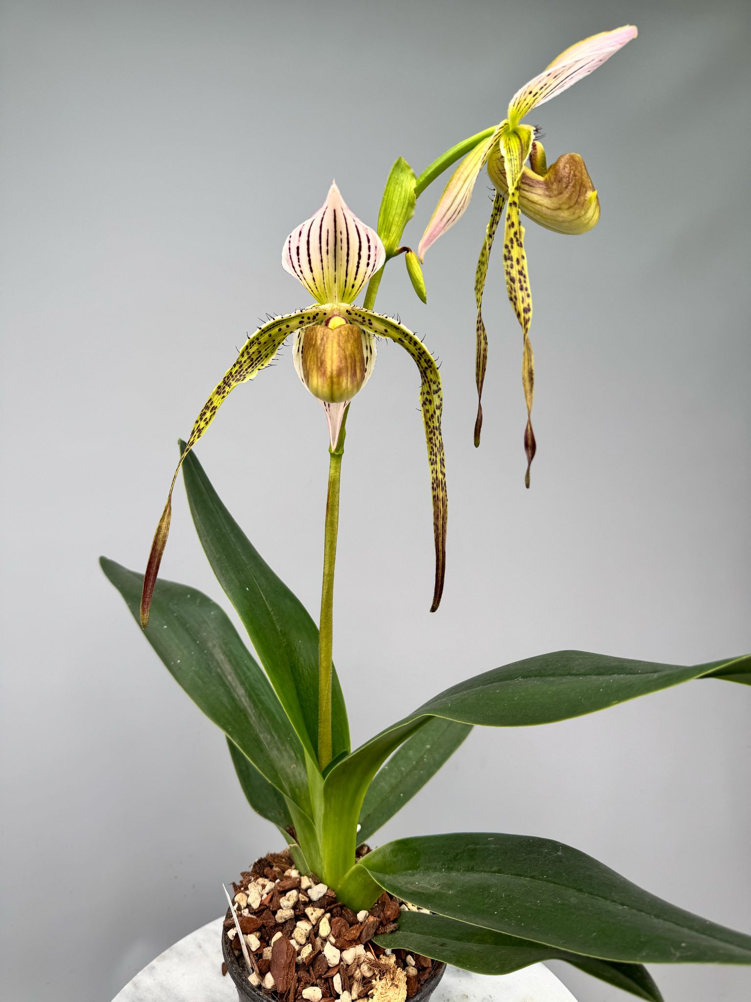 Paphiopedilum (Prince Edward of York x dianthum f. album) ´Half&Half x Saint Swithin f. album Éternal Serenity´)