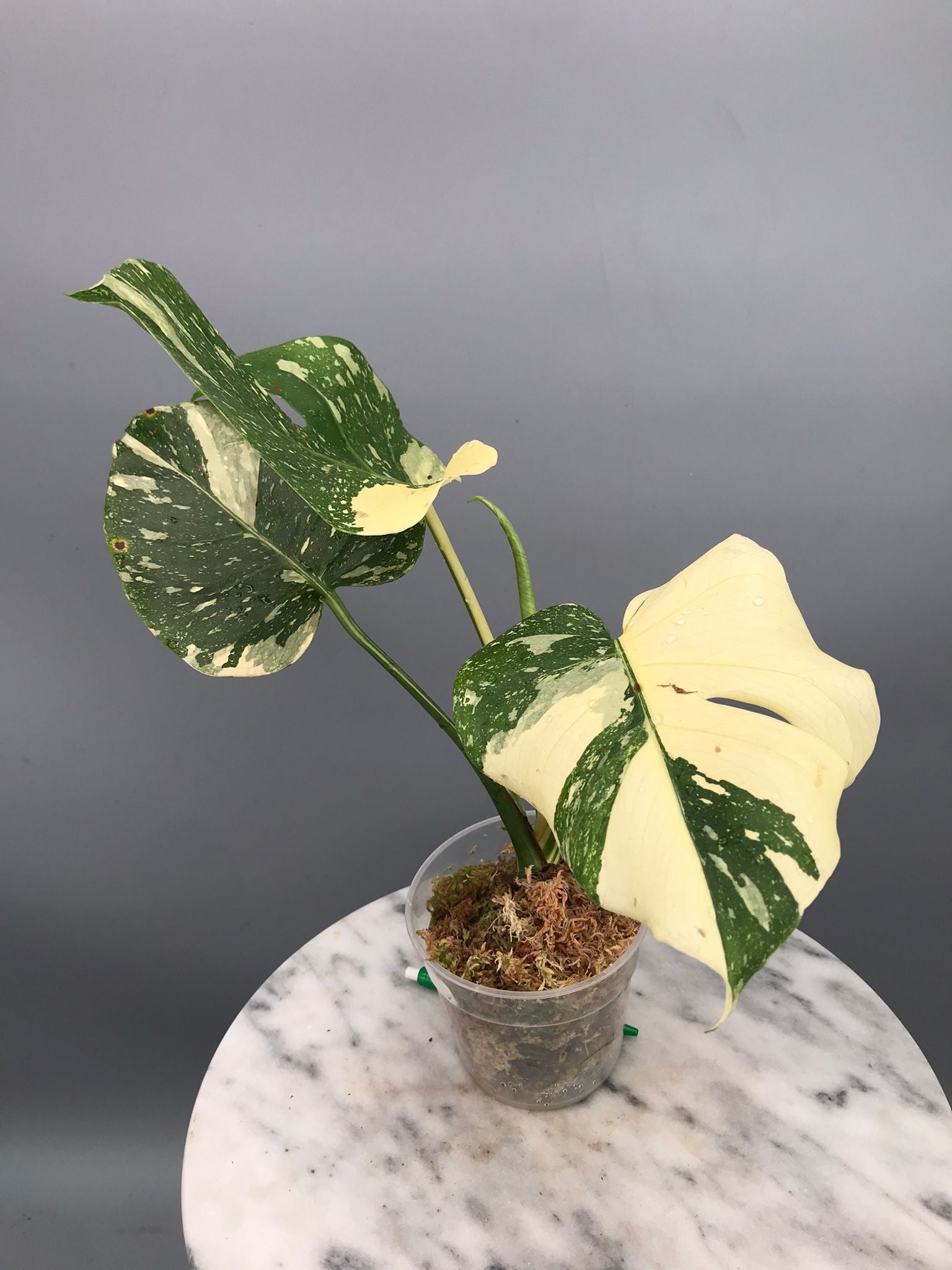 Monstera White snow  nr 2