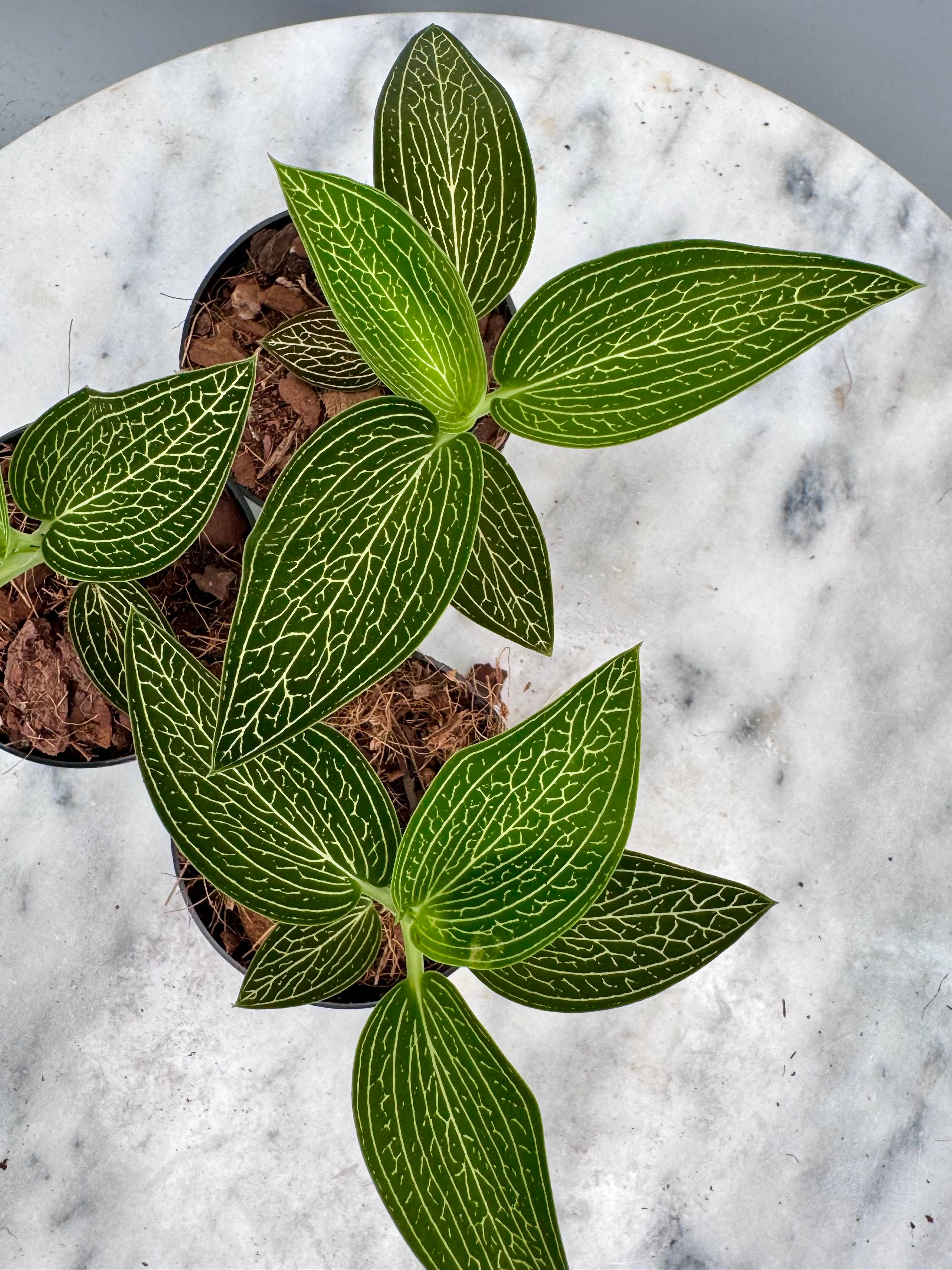 Ludisia discolor var. alba 'Gold Vein'