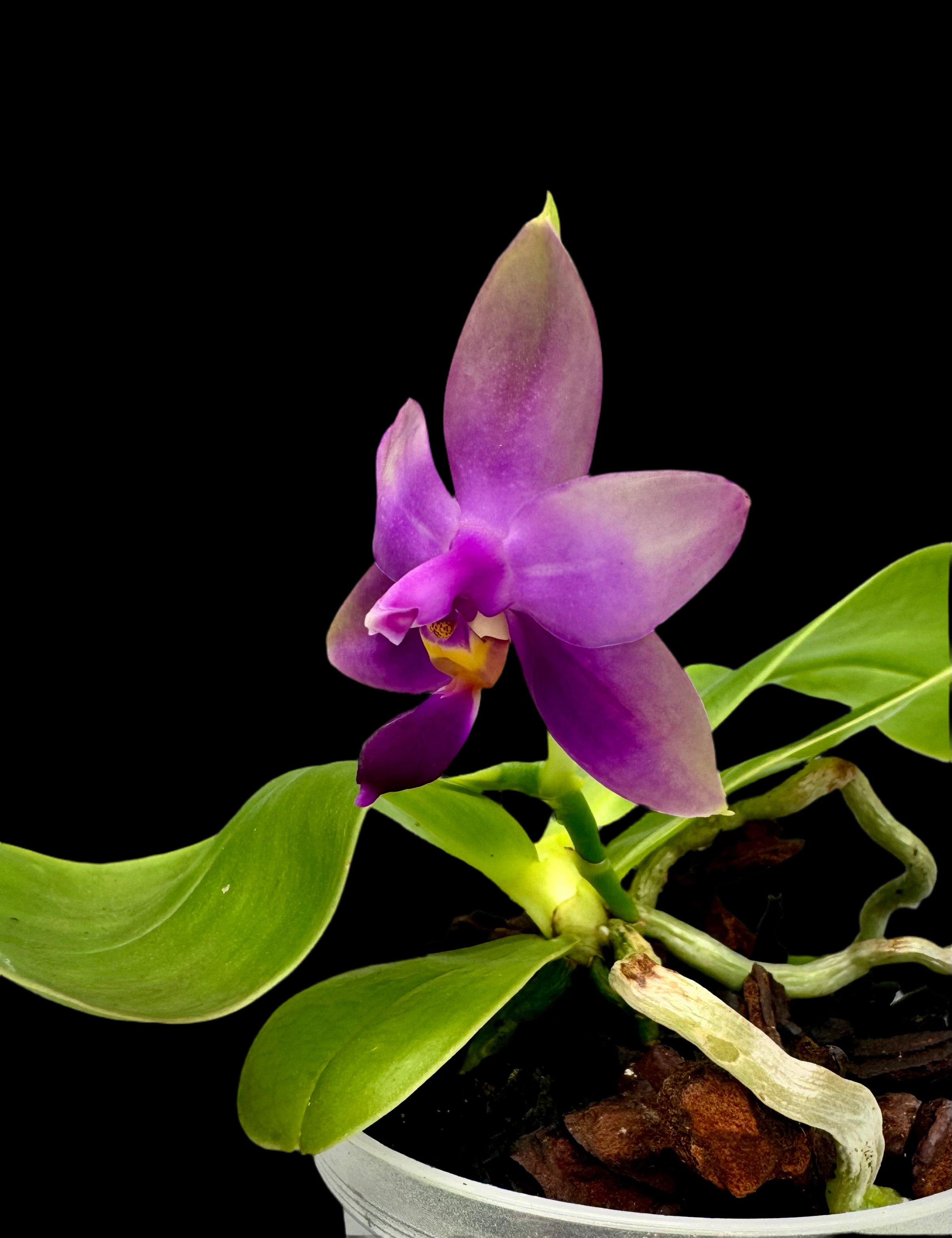 Phalaenopsis Samera (violacea indigo x bellina blue)