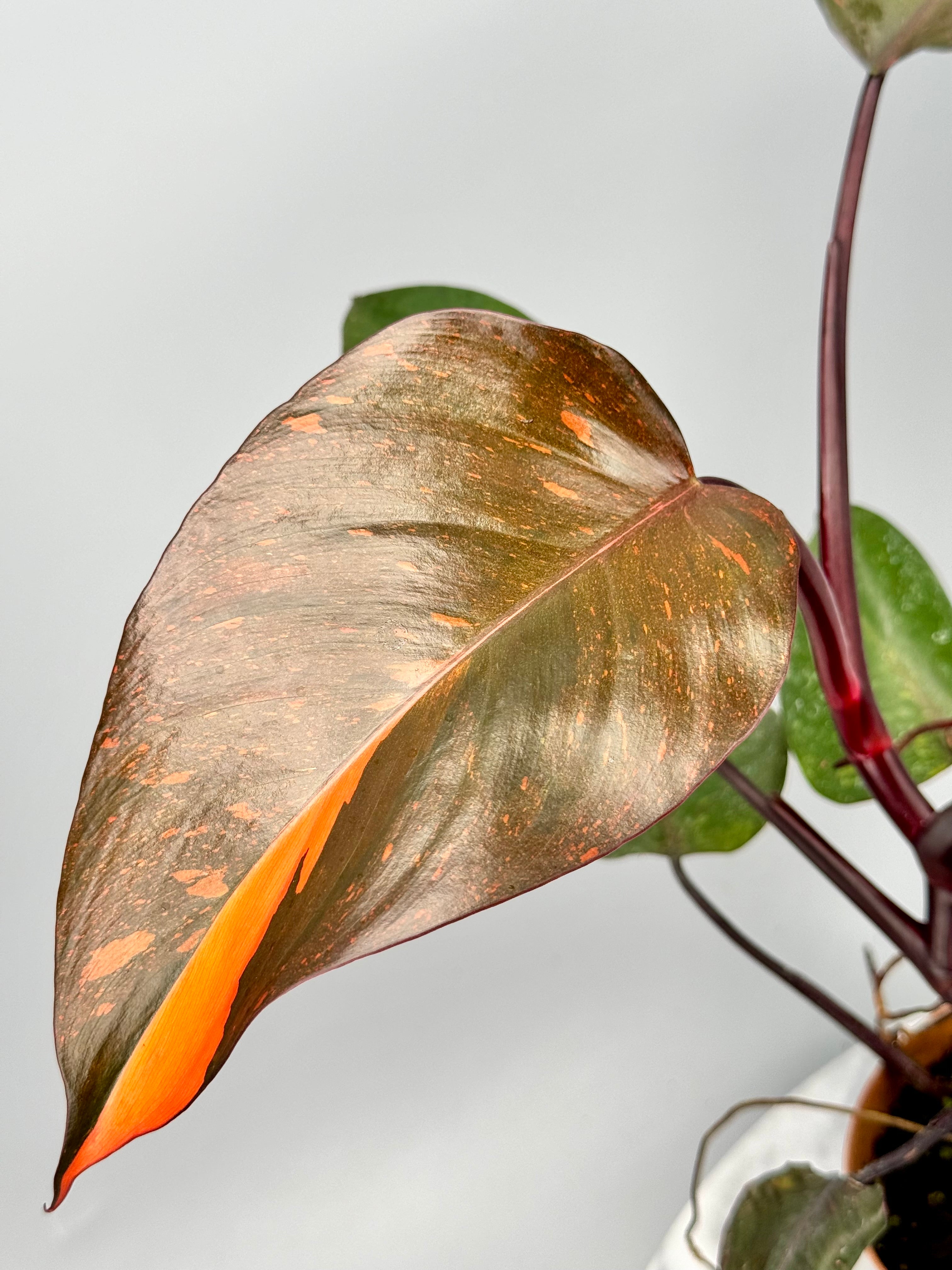 Philodendron Orange Princess