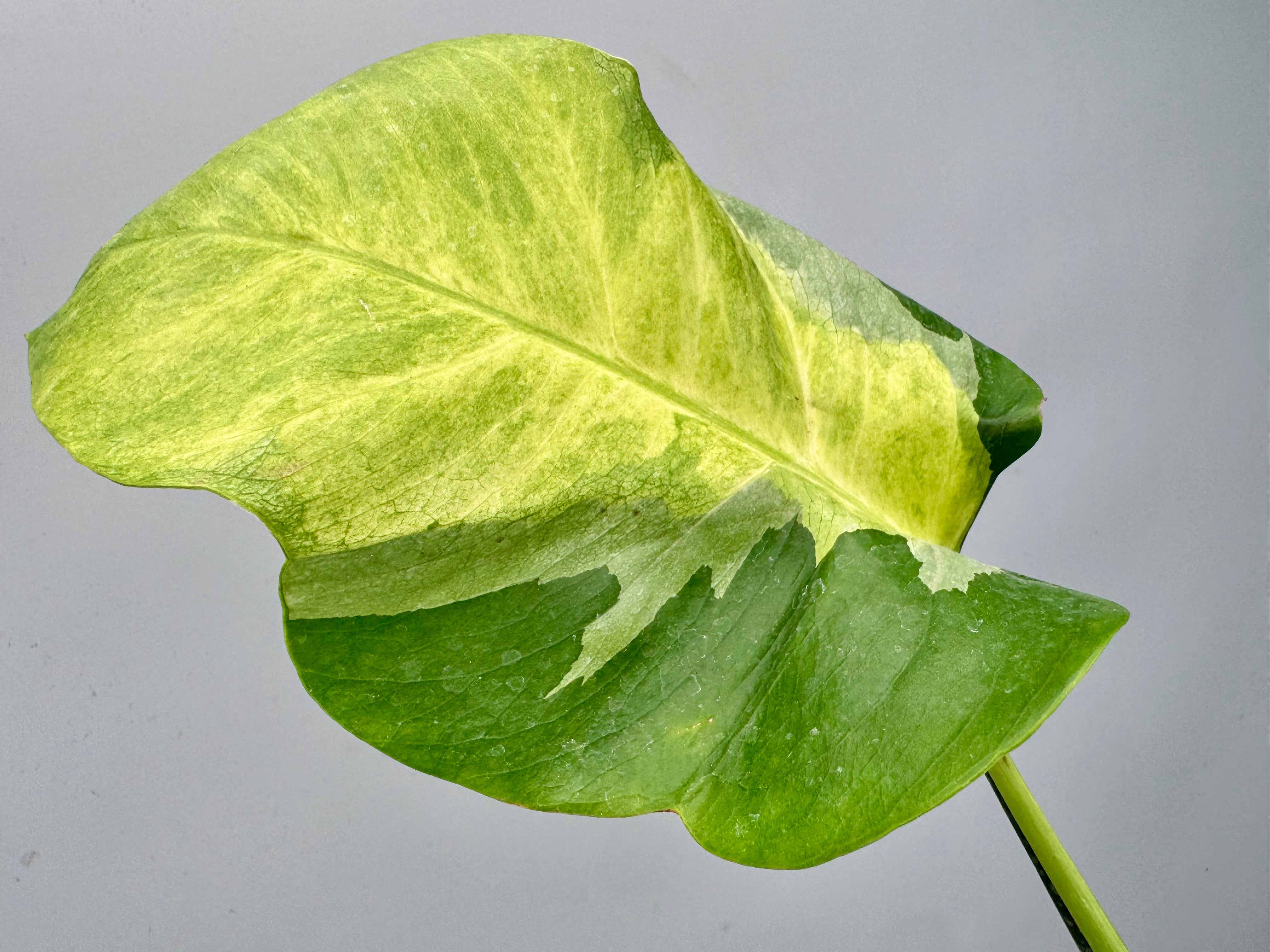 Monstera White Lava 'Lalamove' nr 1.2 ( 1 Leaf Cutting)
