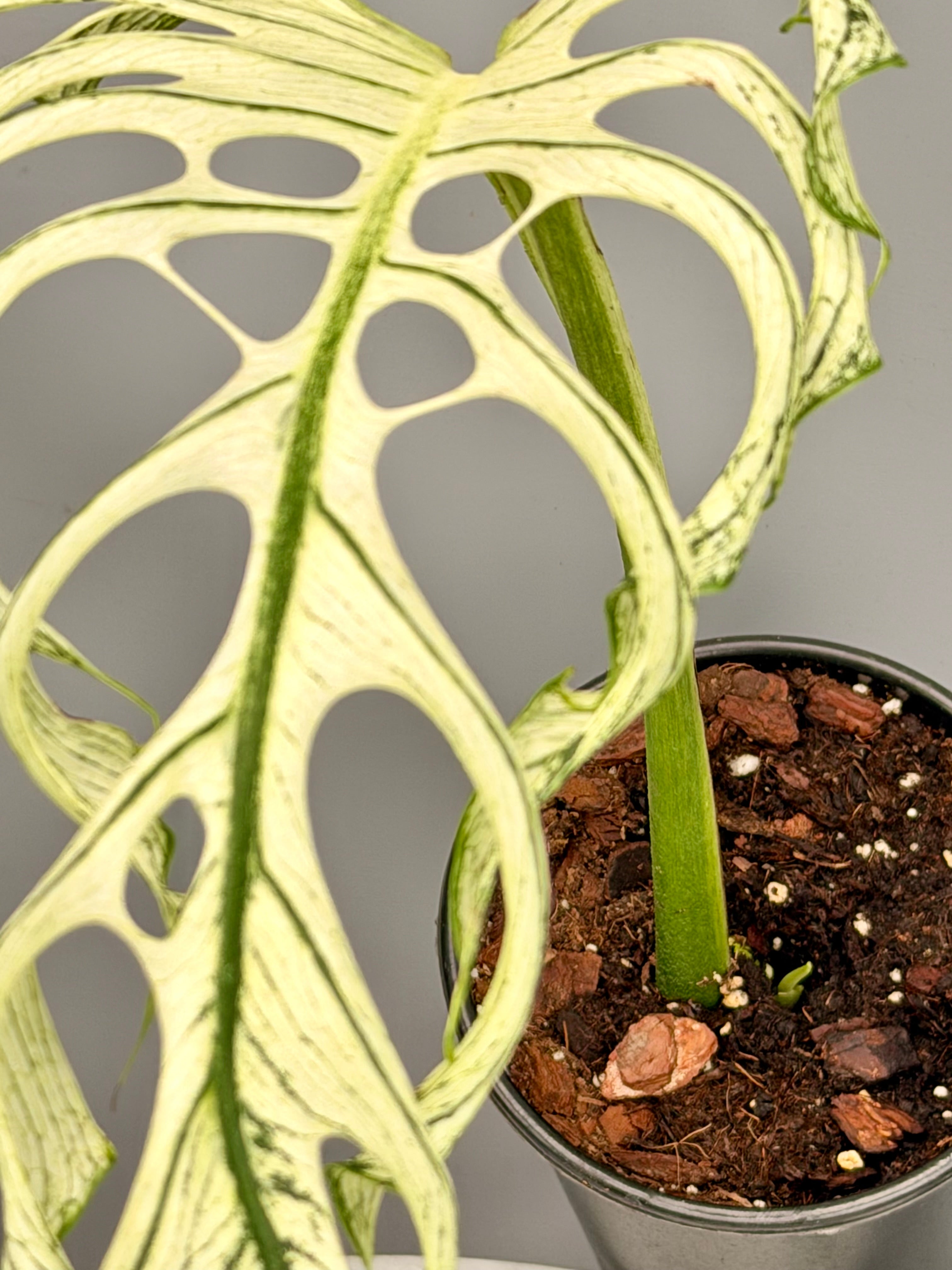 Monstera ‘Devil Monster’ Nr 1 (Leaf Cutting met nieuw groei oog)