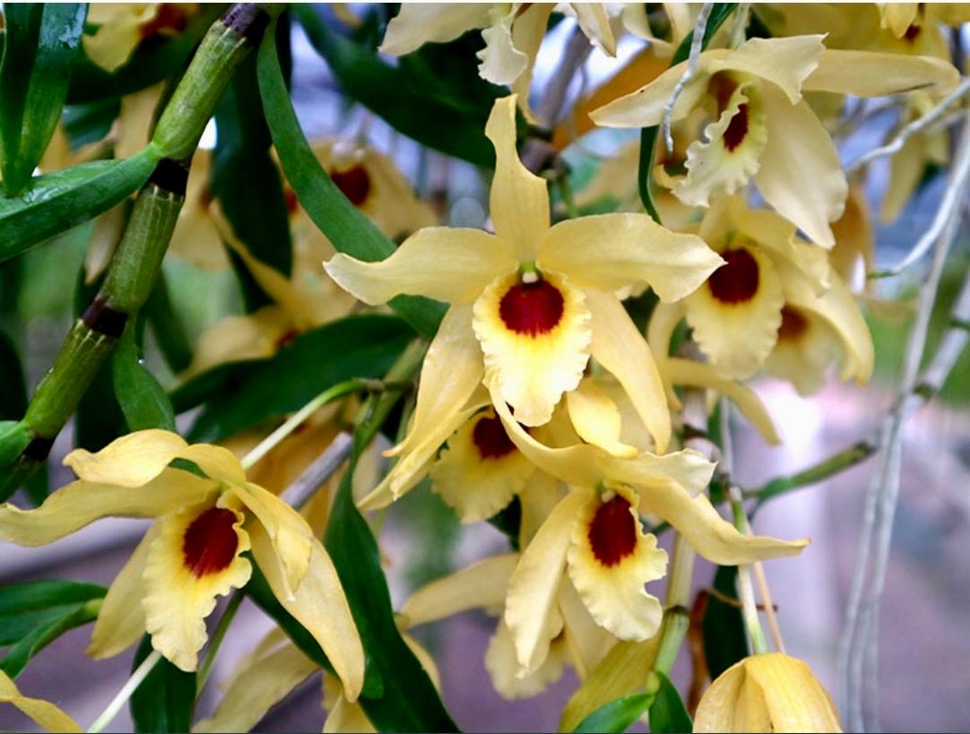 Dendrobium Jairak Chaste