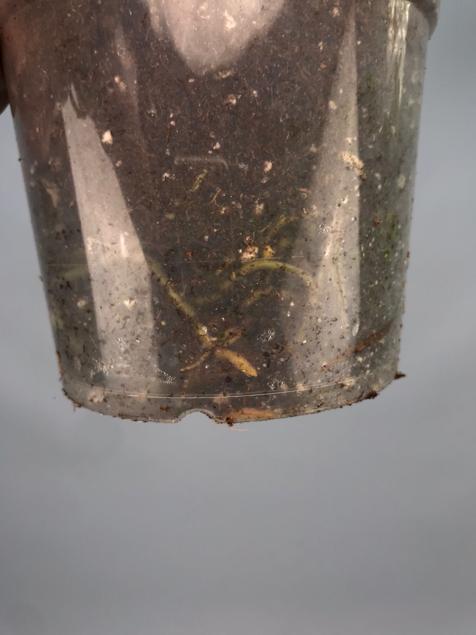 Monstera White Lava 'Lalamove' nr 1.3