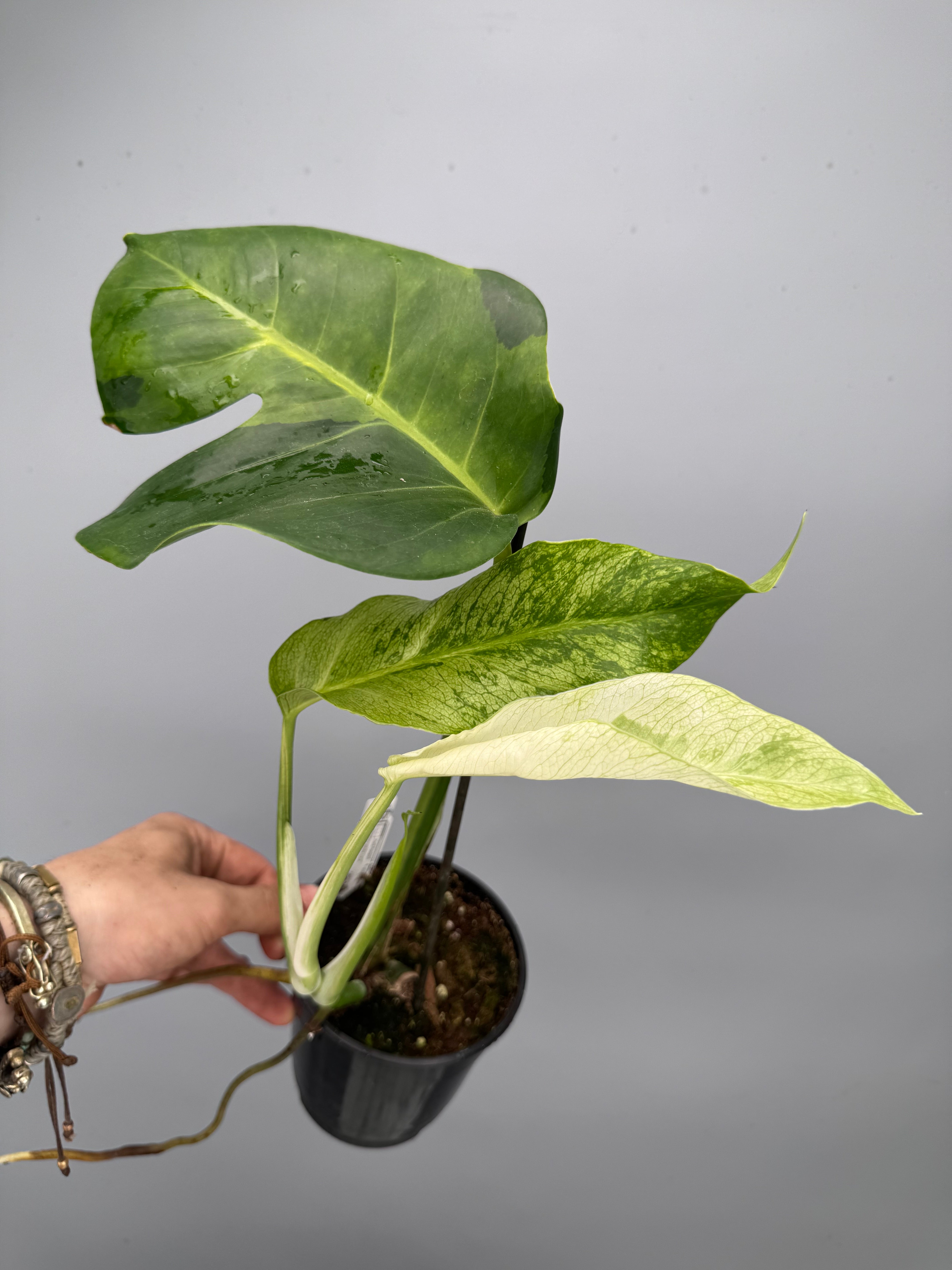 Monstera White Lava 'Lalamove' nr 1
