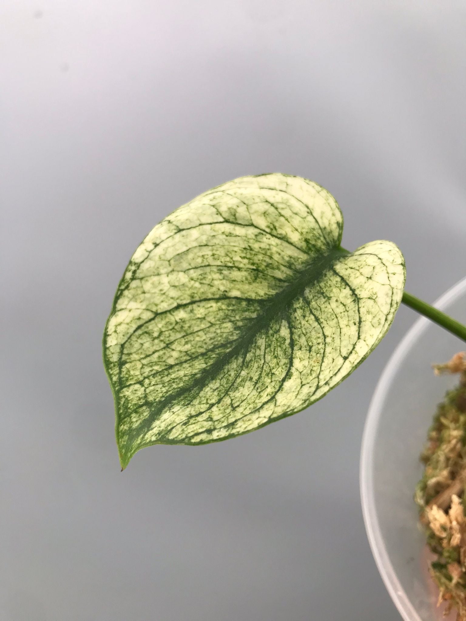 Monstera Siam Mint nr 1