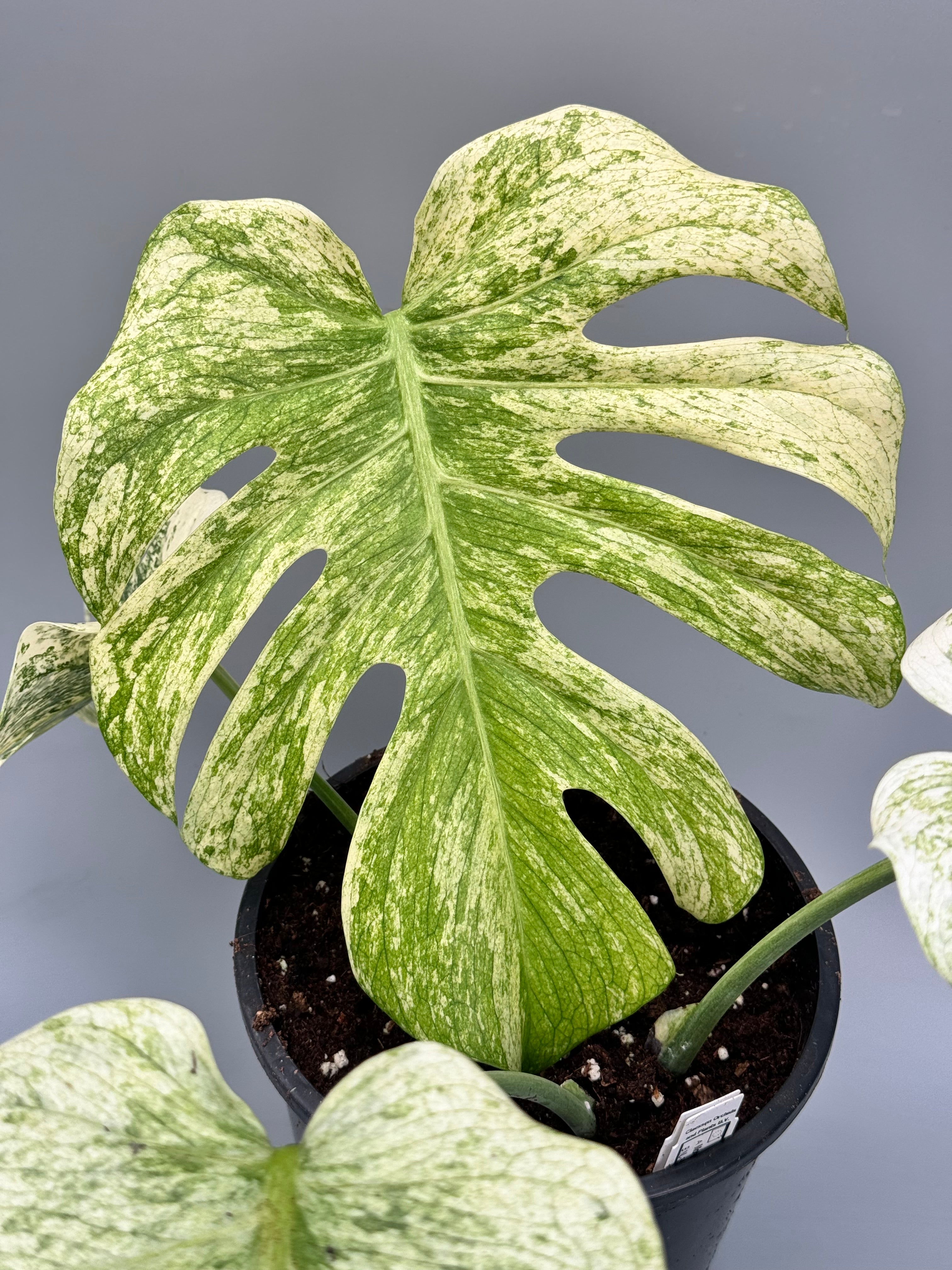 【室内管理】Monstera Borsigiana Cebublue Mint Monstera Deliciosa x Borsigiana Full Mint Variegated