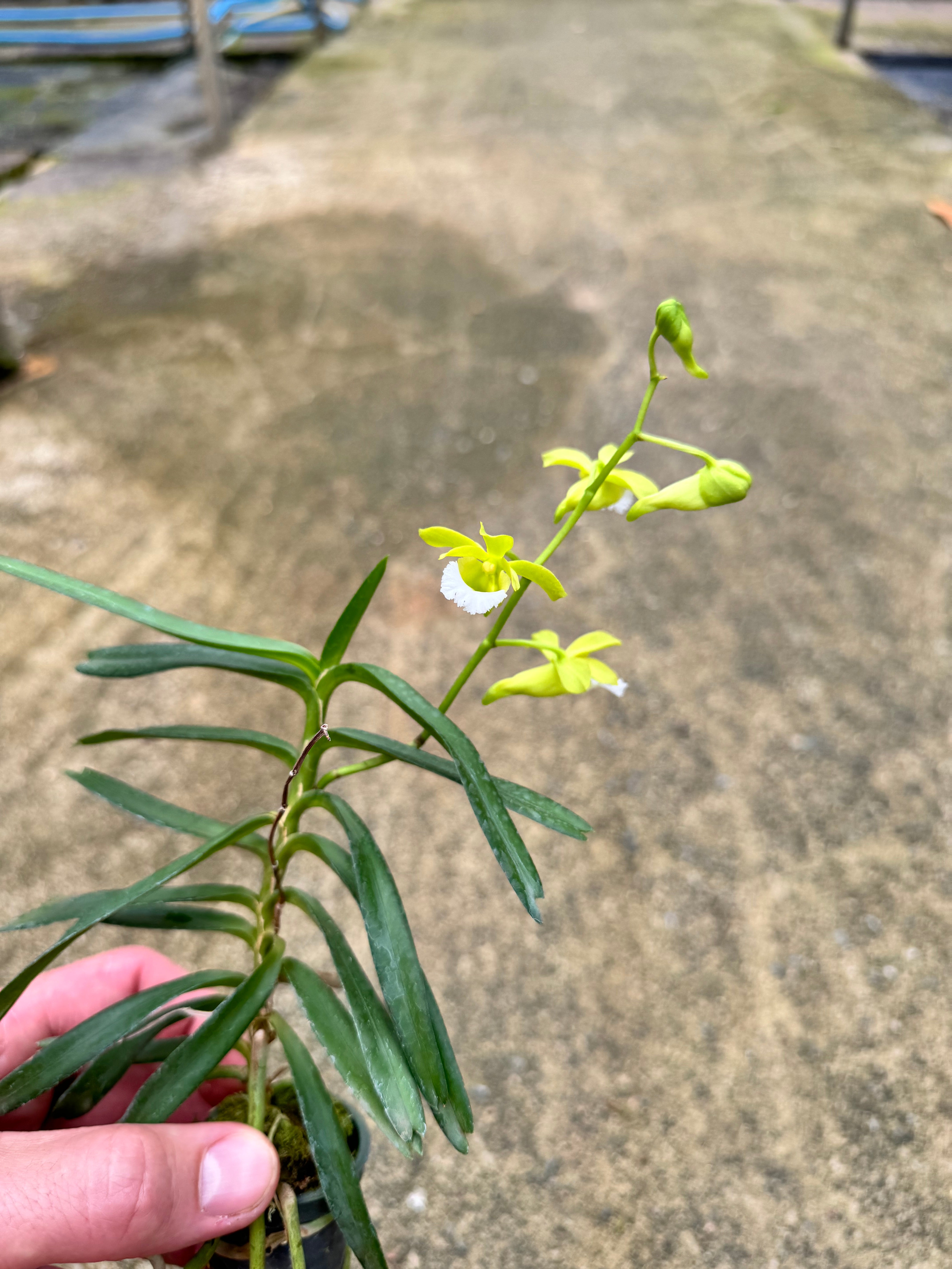 Christensonia vietnamica