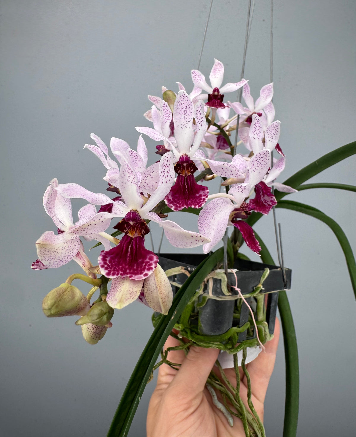 Holcoglossum kimballianum x Rhynchostylis gigantea