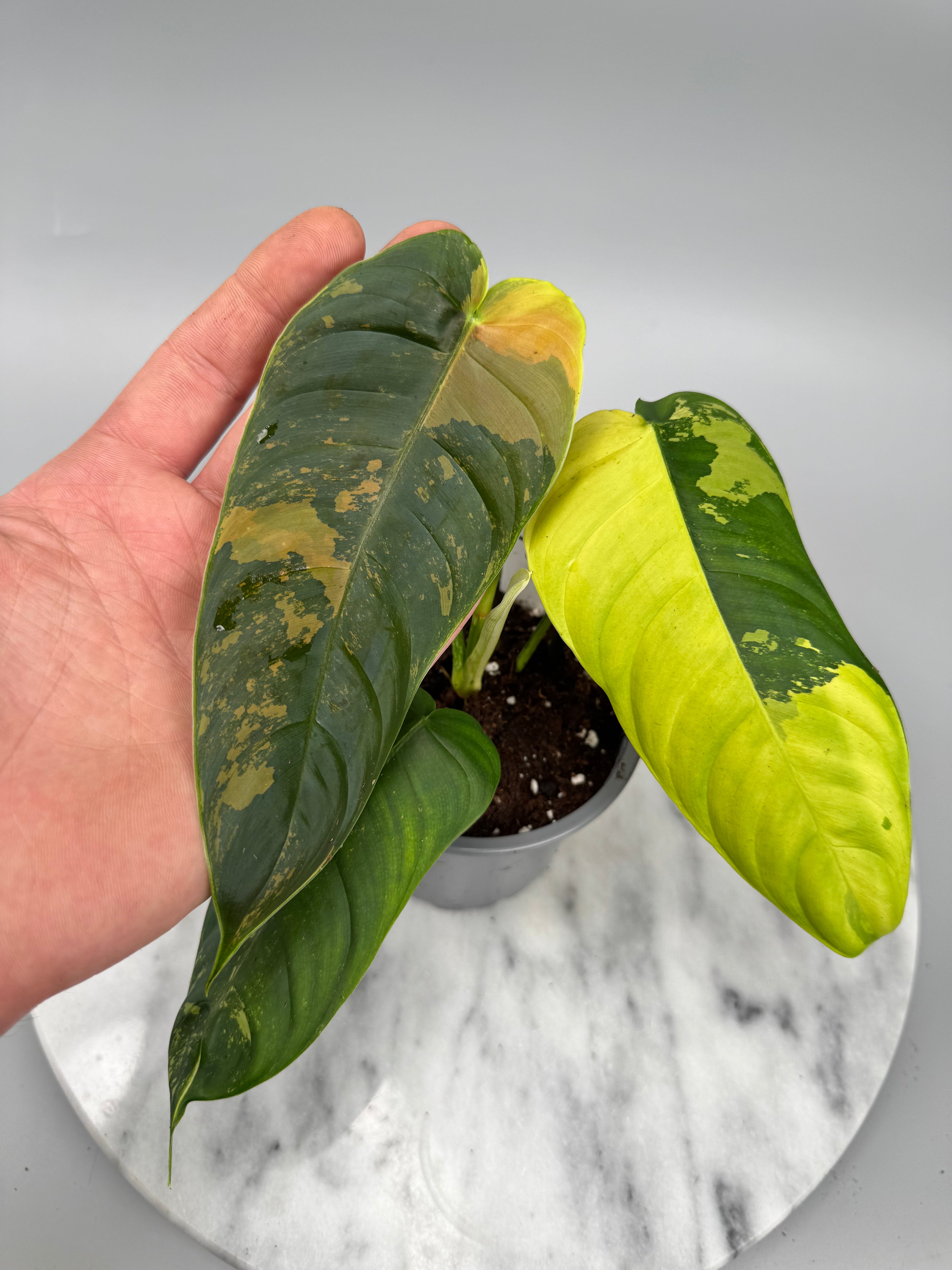 Philodendron sharoniae Mosquera Variegata nr 1