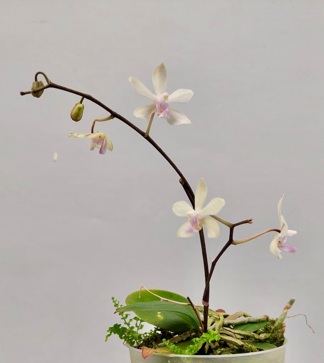 Phalaenopsis honghenensis White 'Blue Lip'