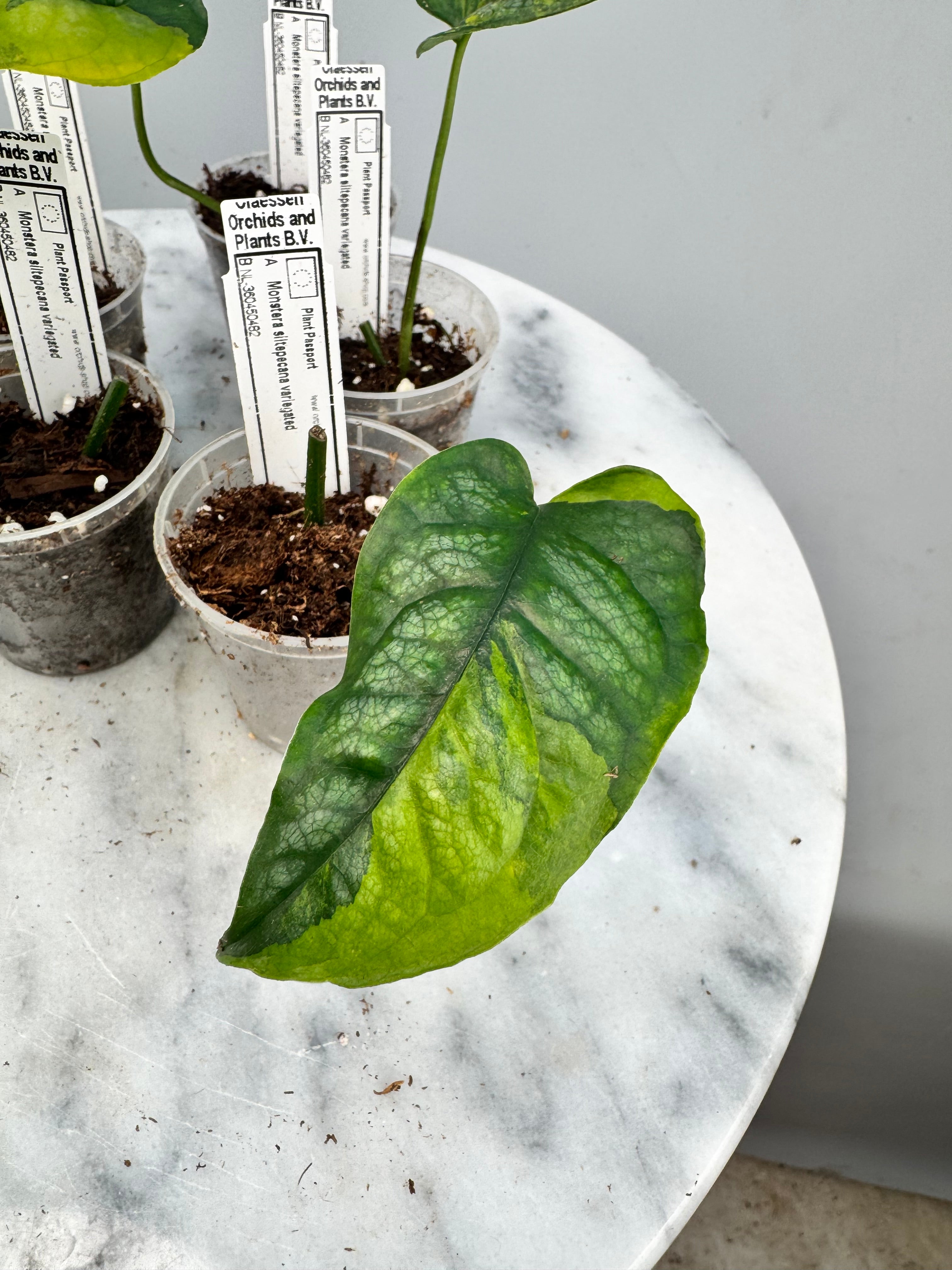 Monstera siltepecana variegated (1 Leaf Cutting)