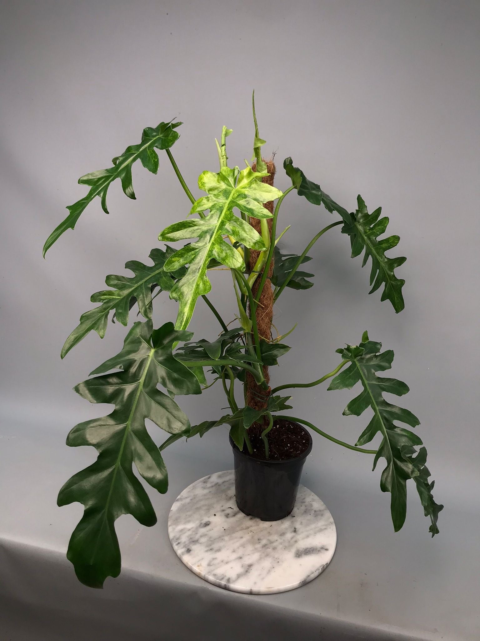 Philodendron Bob Cee variegated XXL