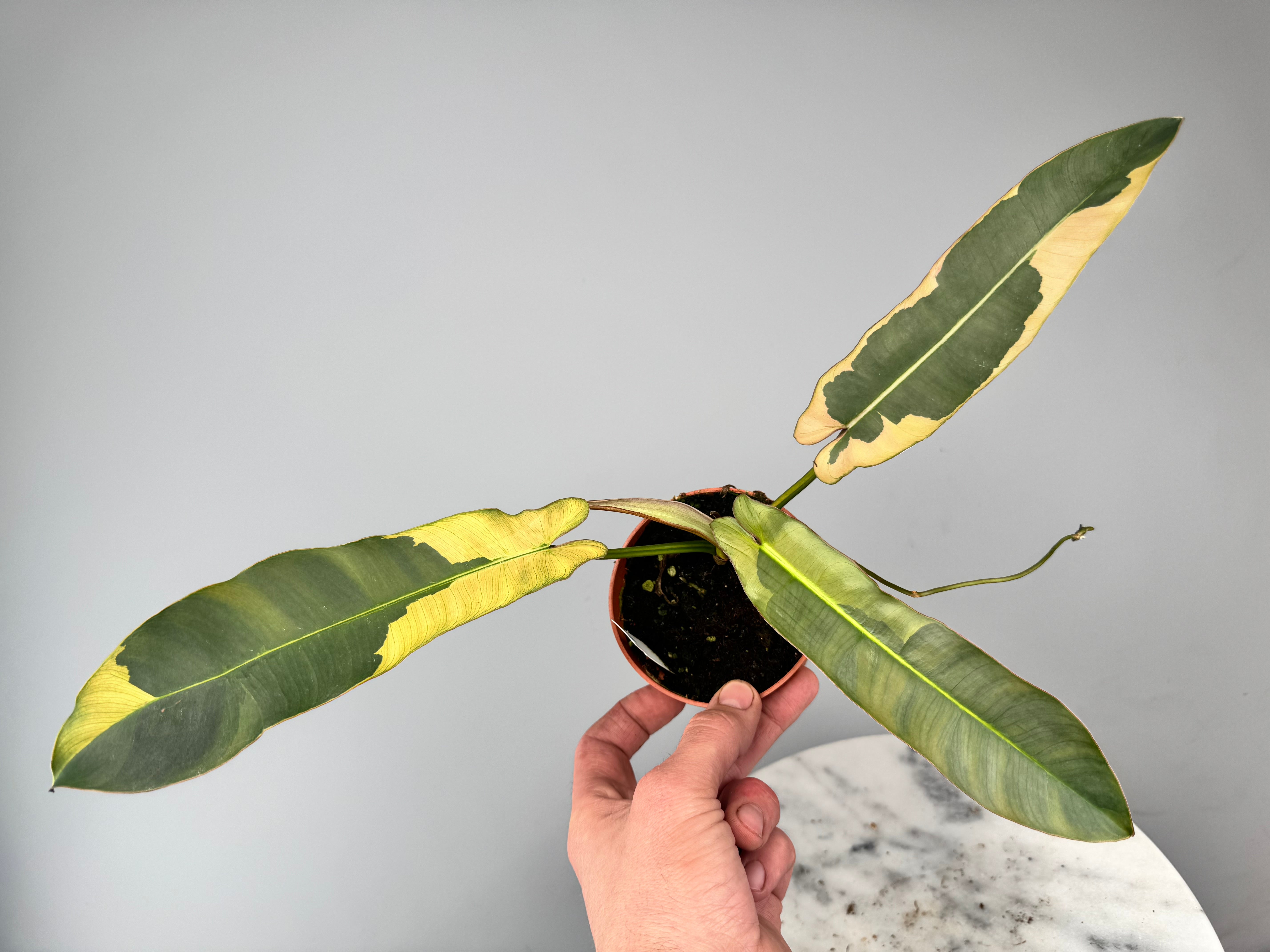 Philodendron atabapoense variegata albo