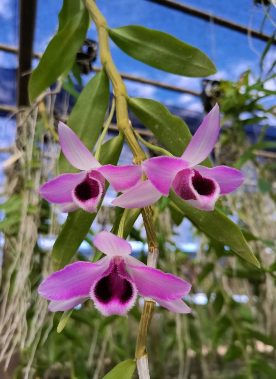 Dendrobium parishii "Semi Alba"