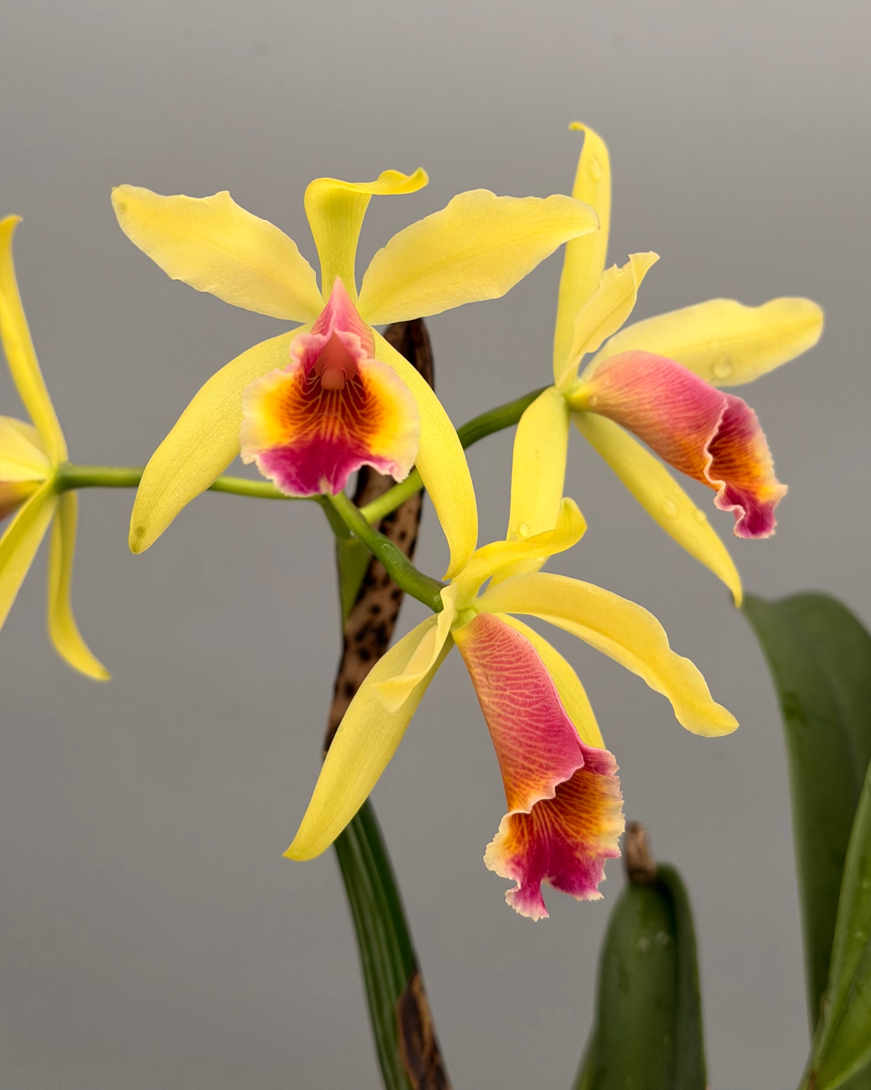 Cattleya ‘Aurora’ (C. dowiana x C.luteola)