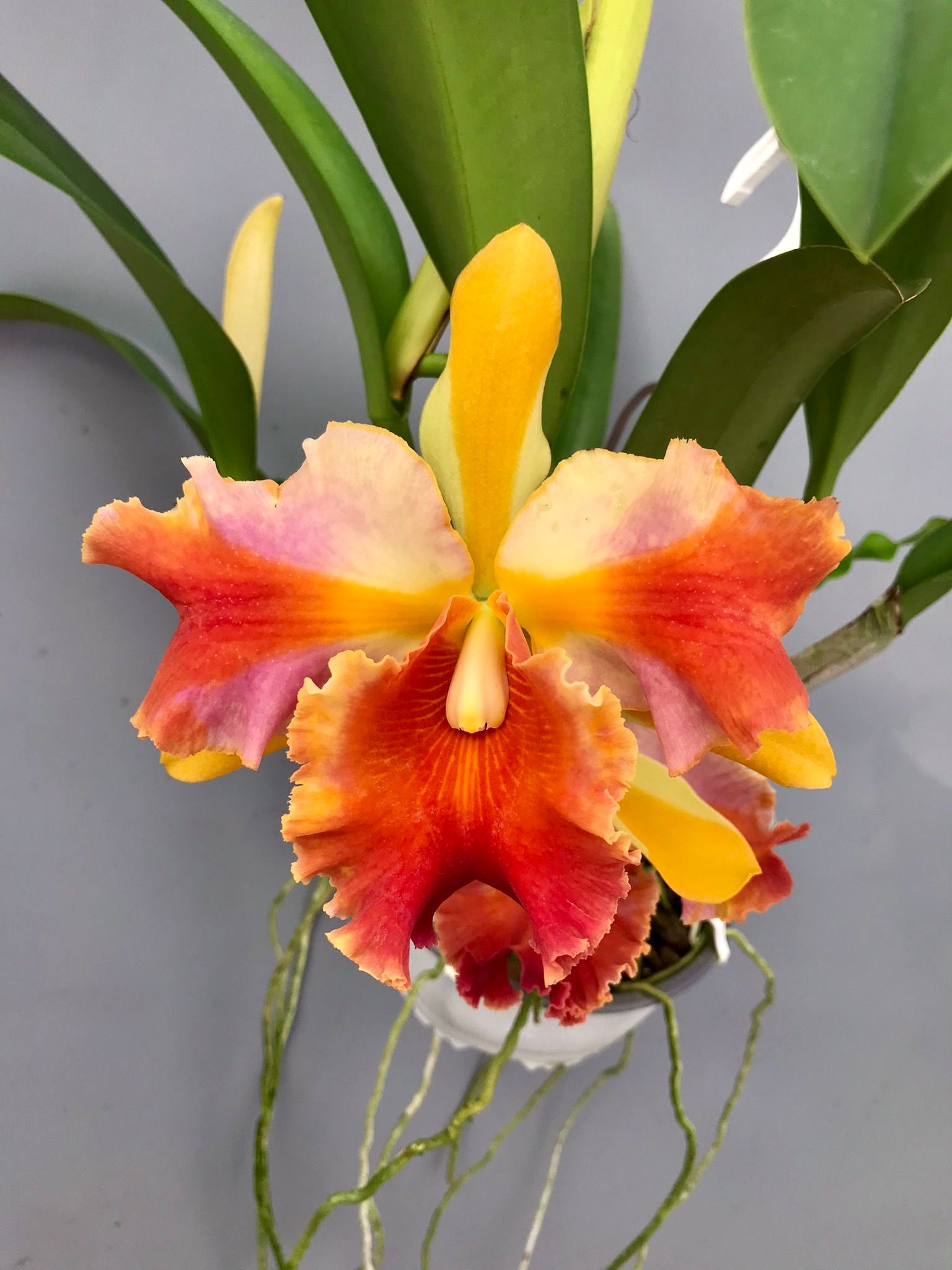 Rlc. Amazing Thailand