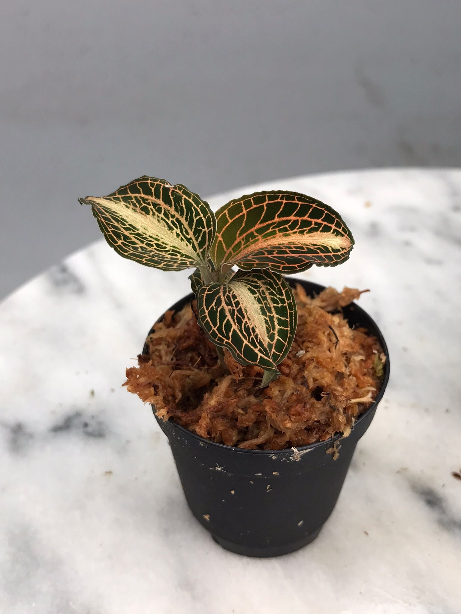 Anoectochilus koshunensis