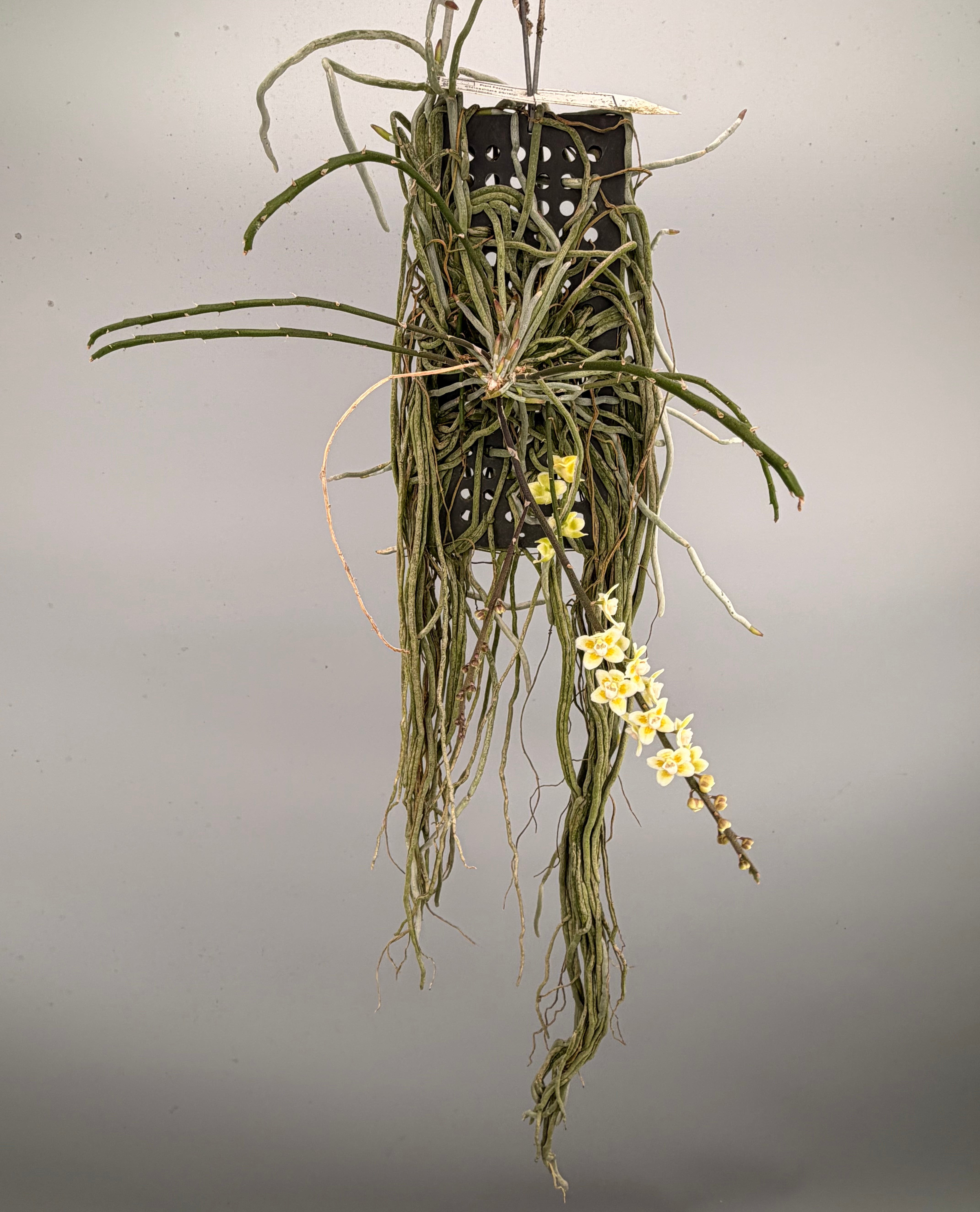 Chiloschista parishii XXL