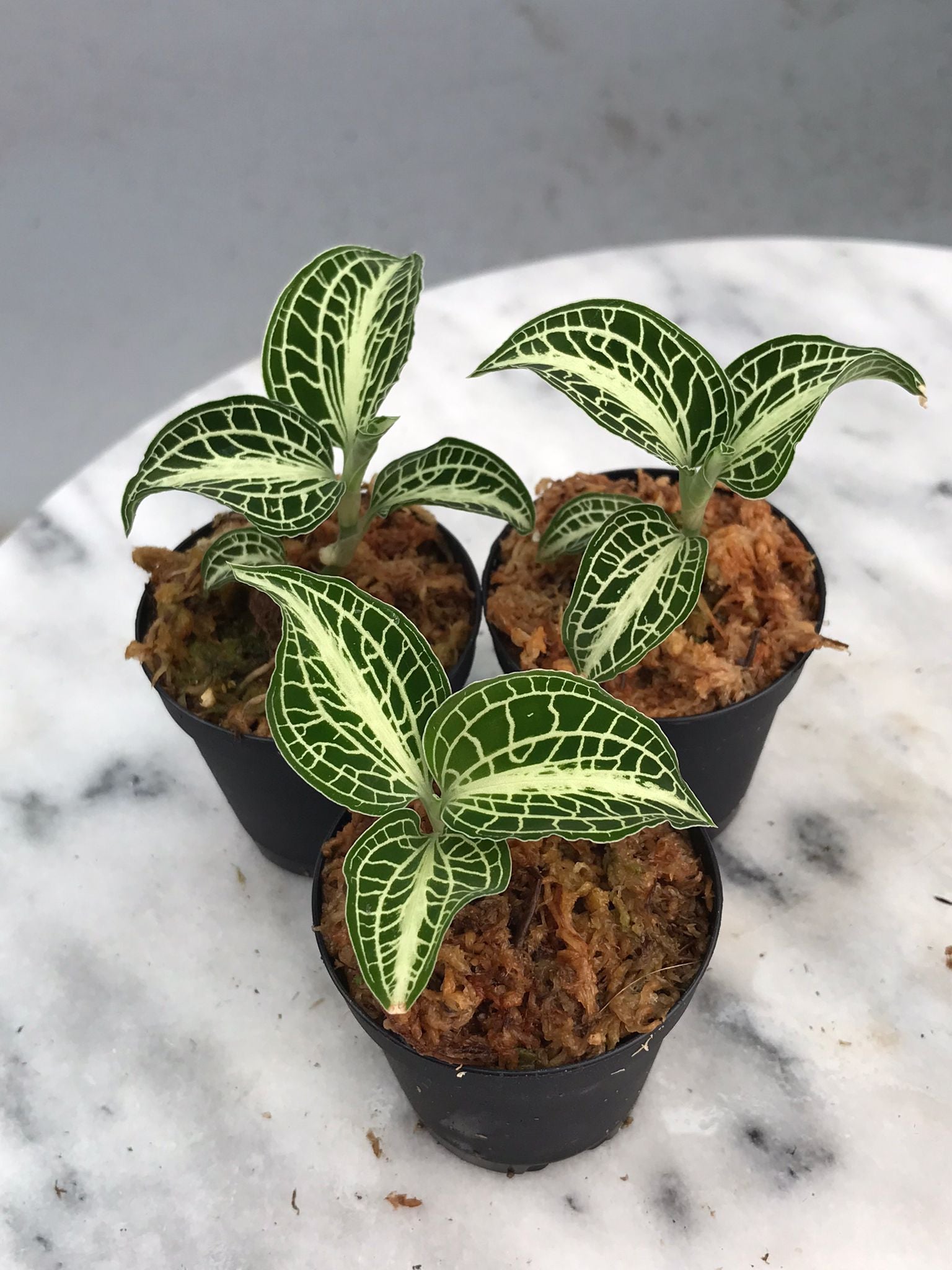 Anoectochilus siamensis