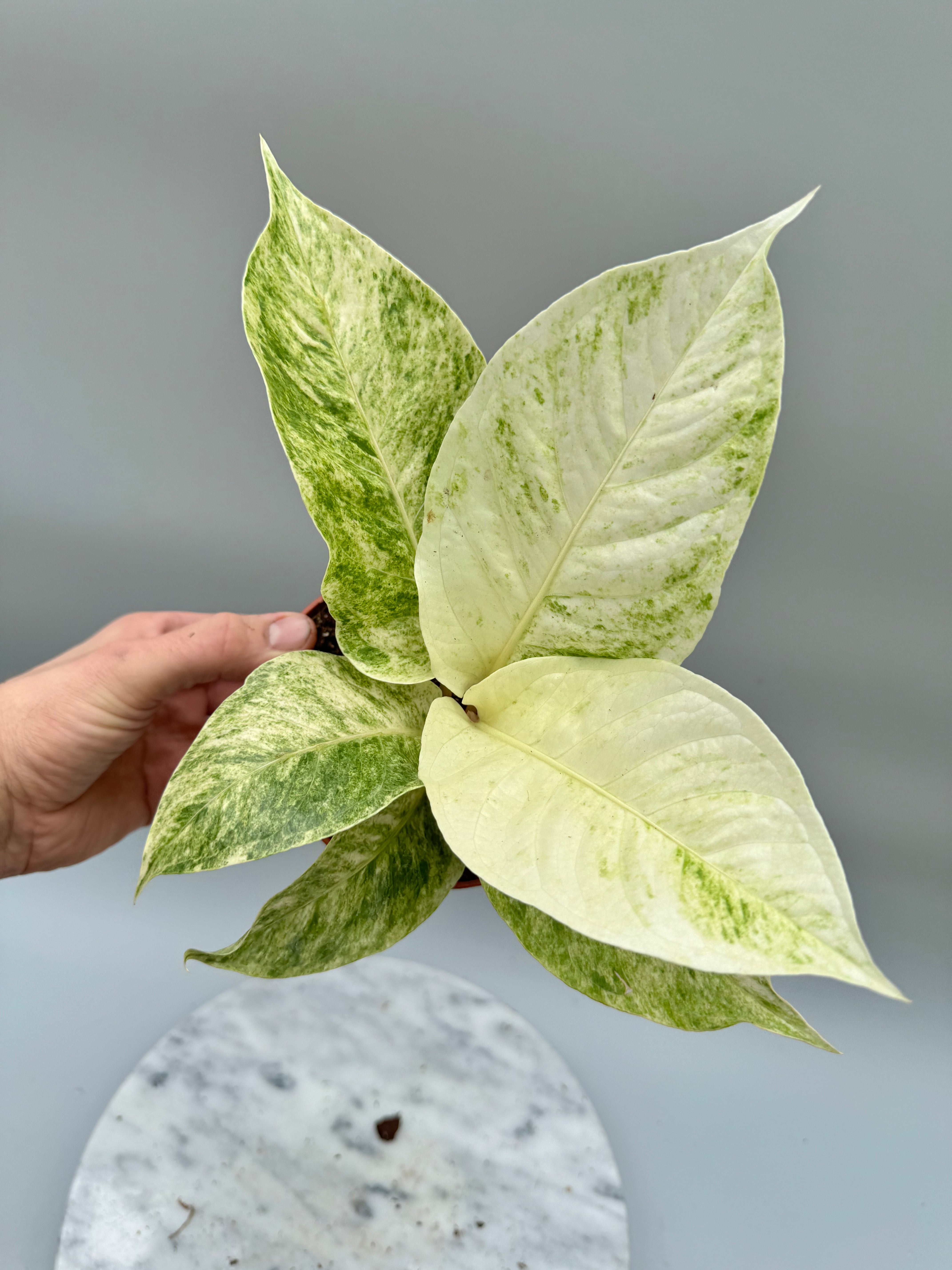 Anthurium variegata alba (Nr 1)