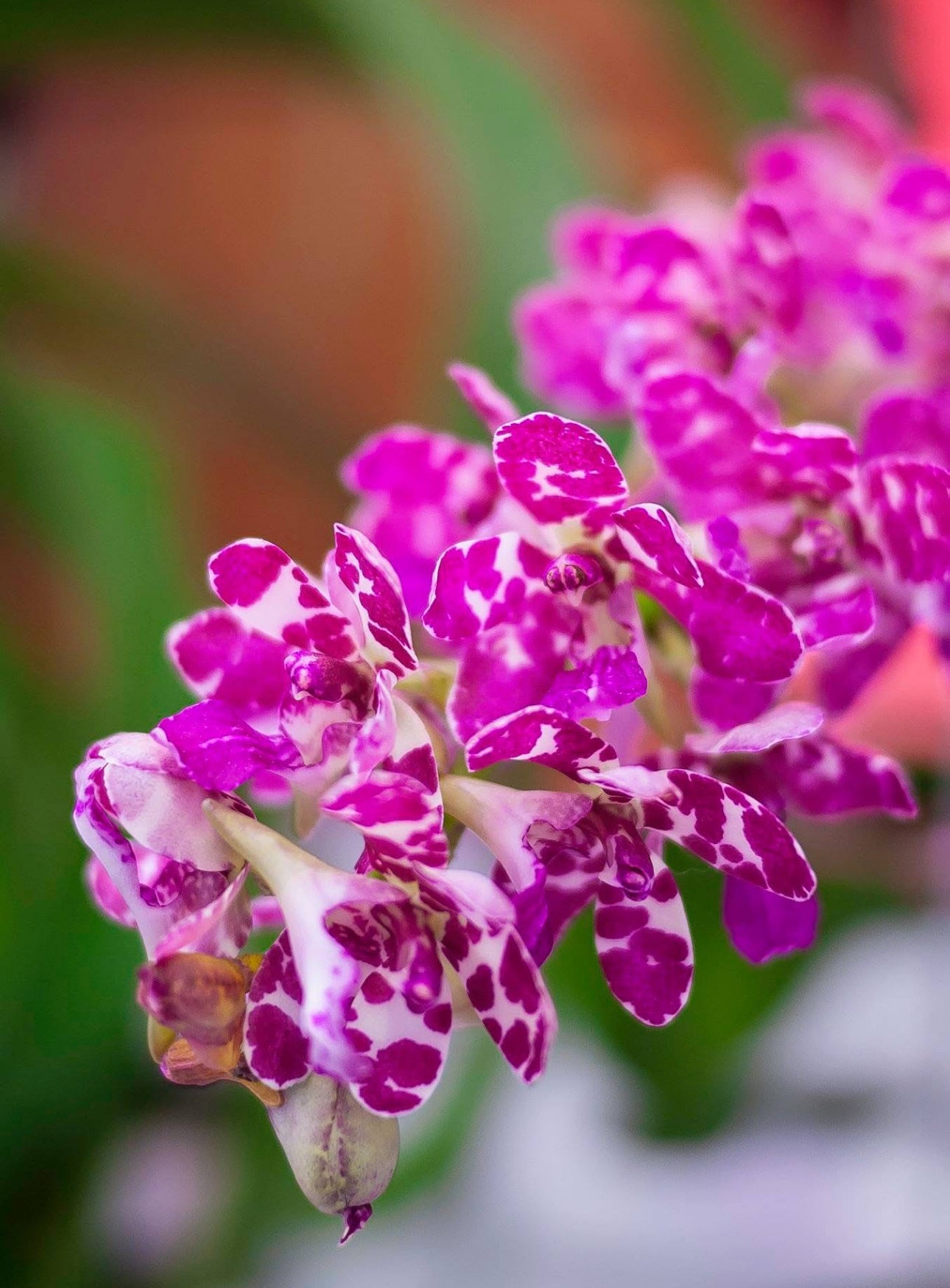 Rhynchonopsis Dragon Charmy