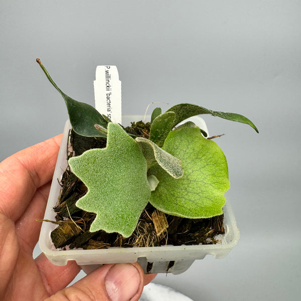 r*i様 OZWRT Platycerium Willinckii Dwarf Platycerium willinckii 