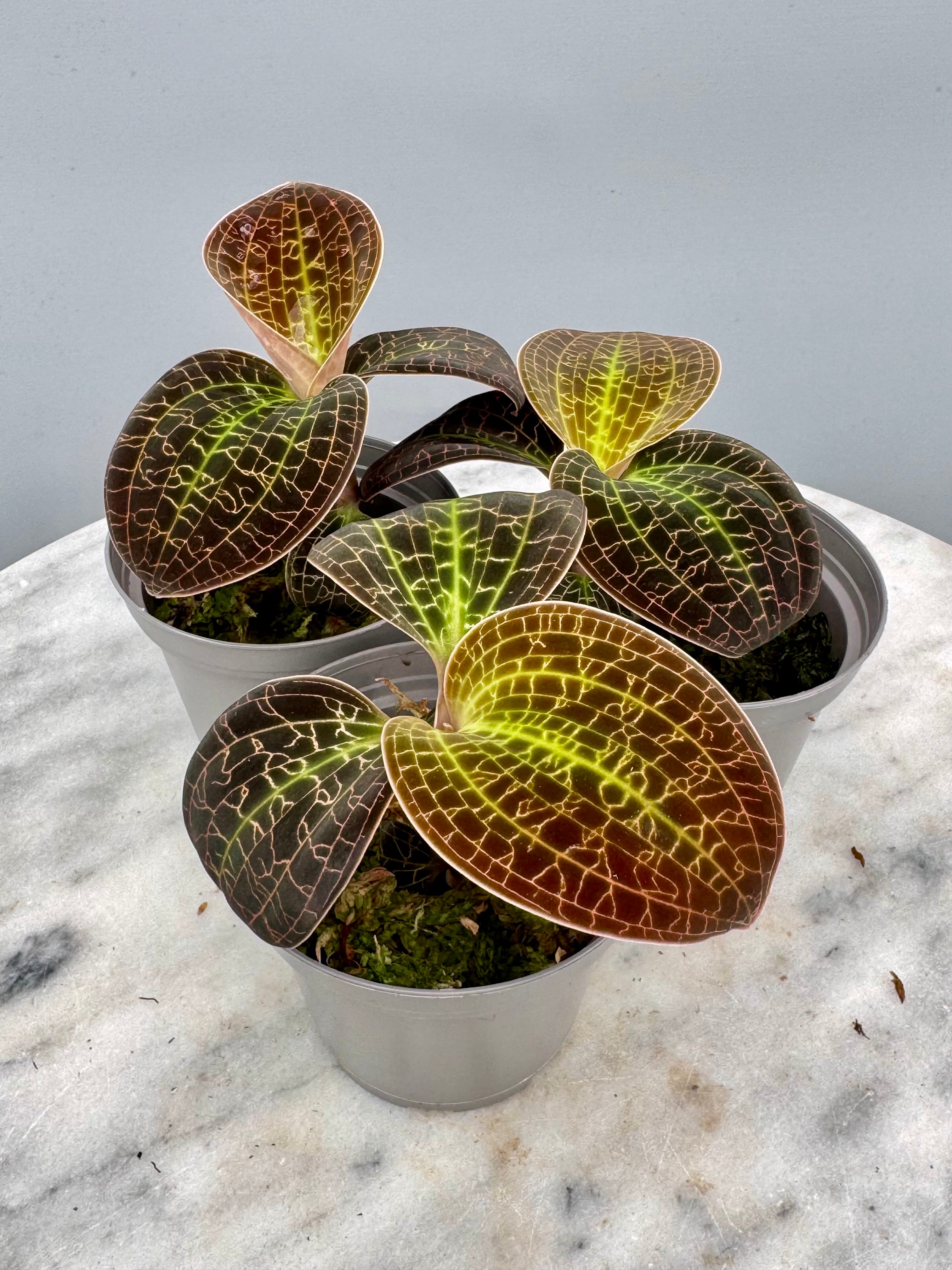 Dossinia marmorata “Big Plant”