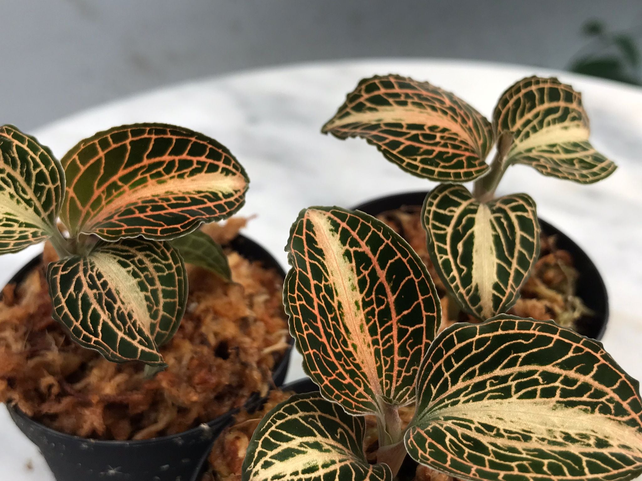 Anoectochilus koshunensis