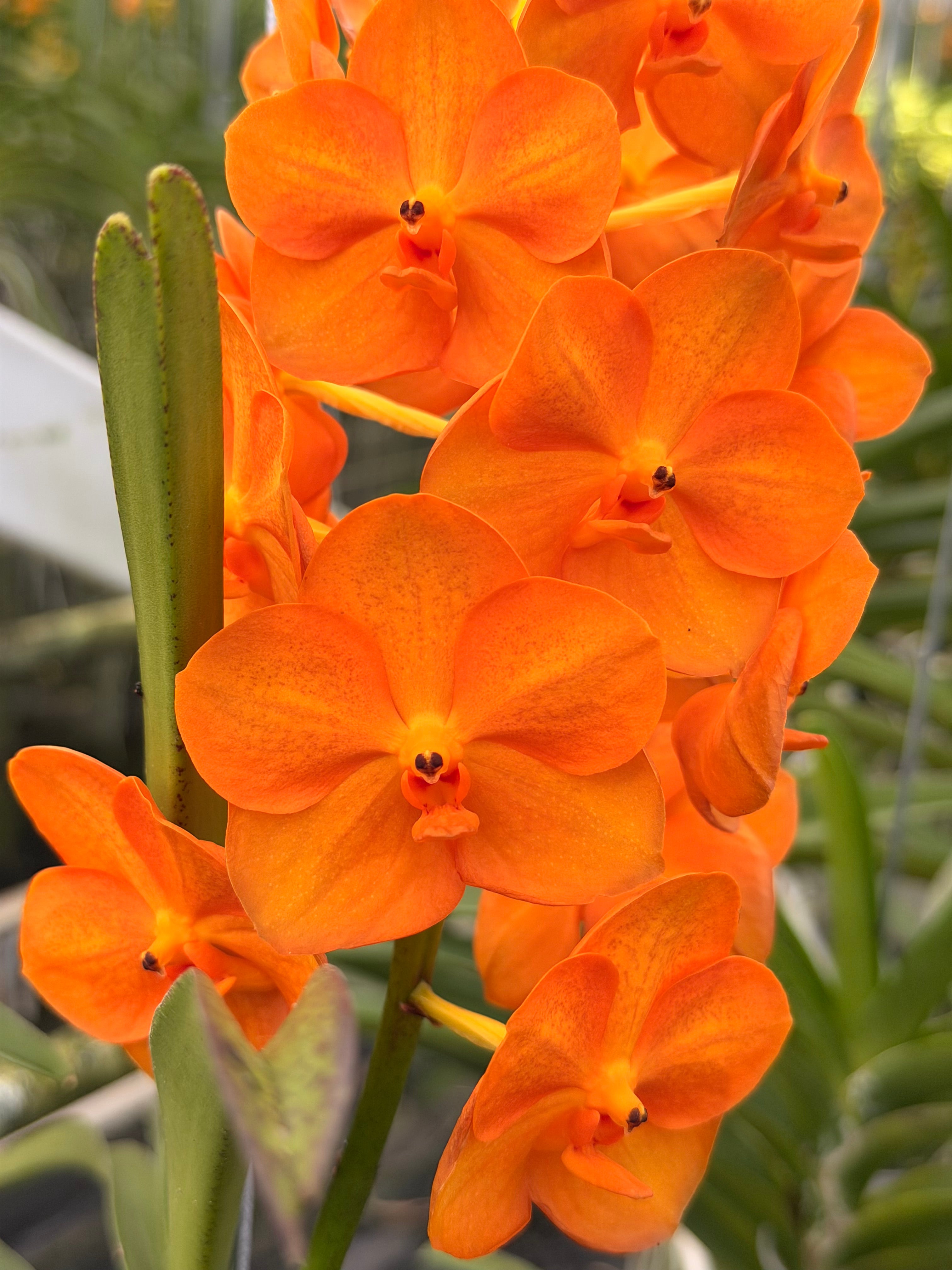 Ascocenda Orange Hybrid