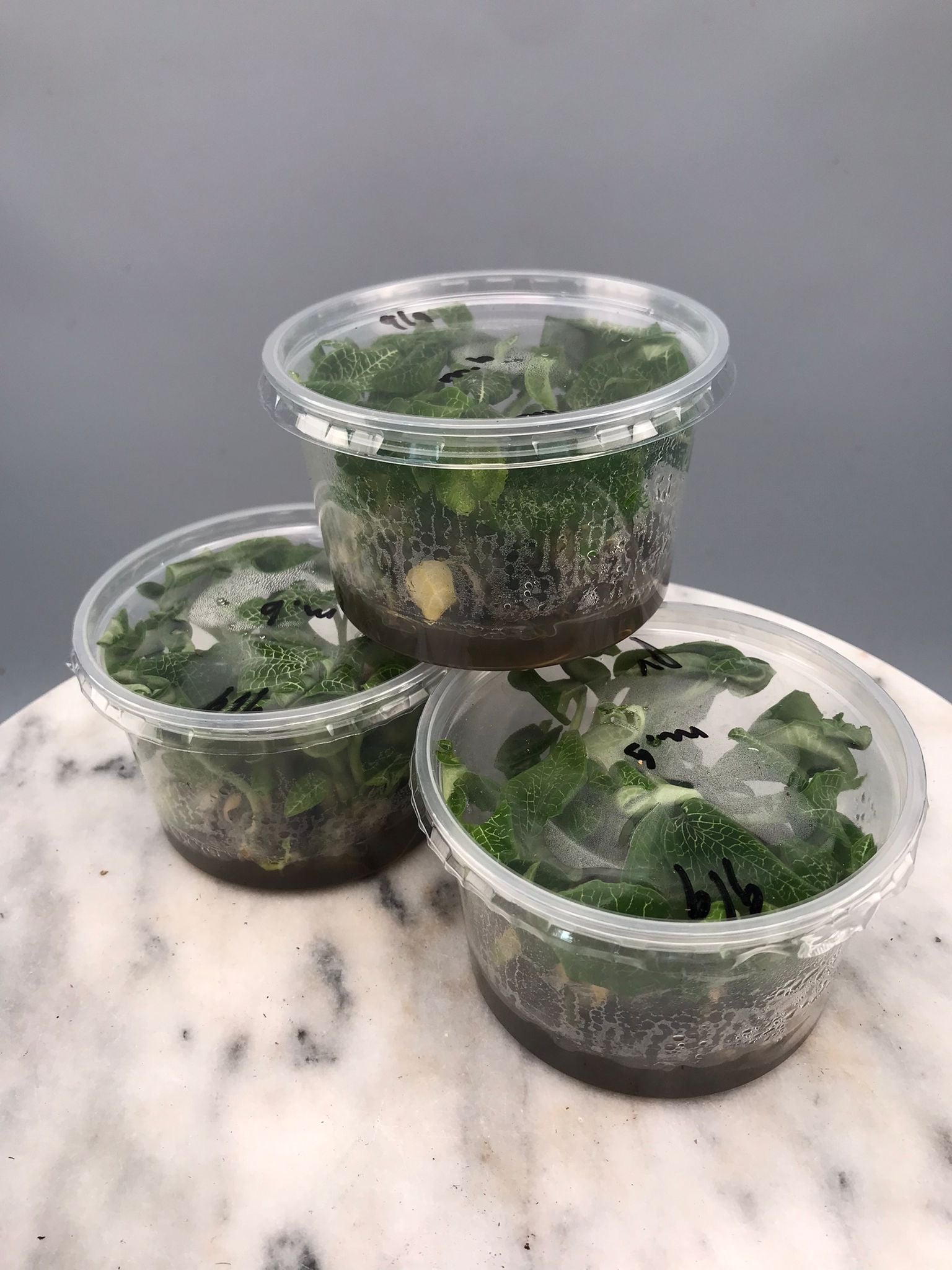 Goodyera micholitziana "Flask"